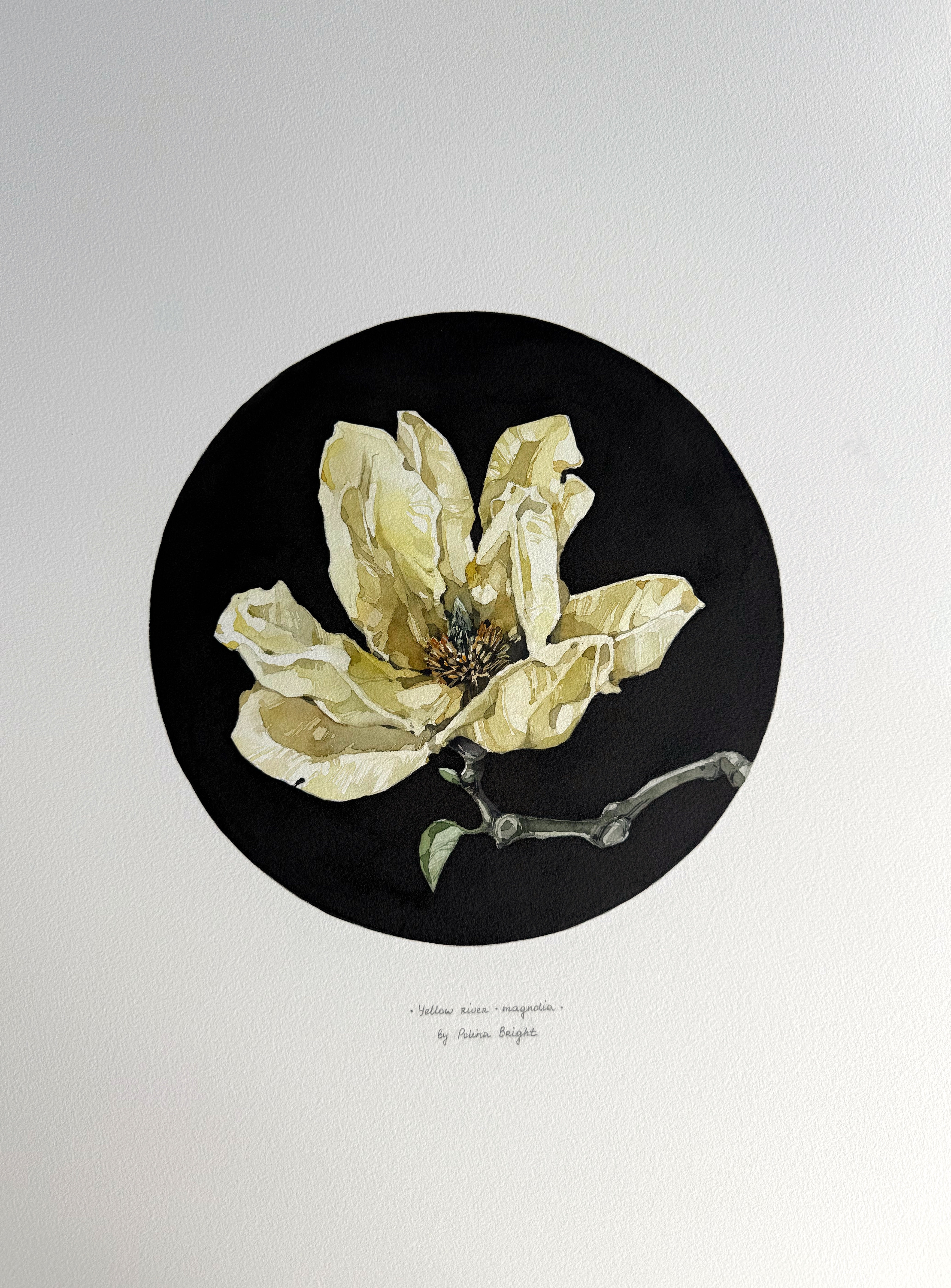 Yellow river magnolia