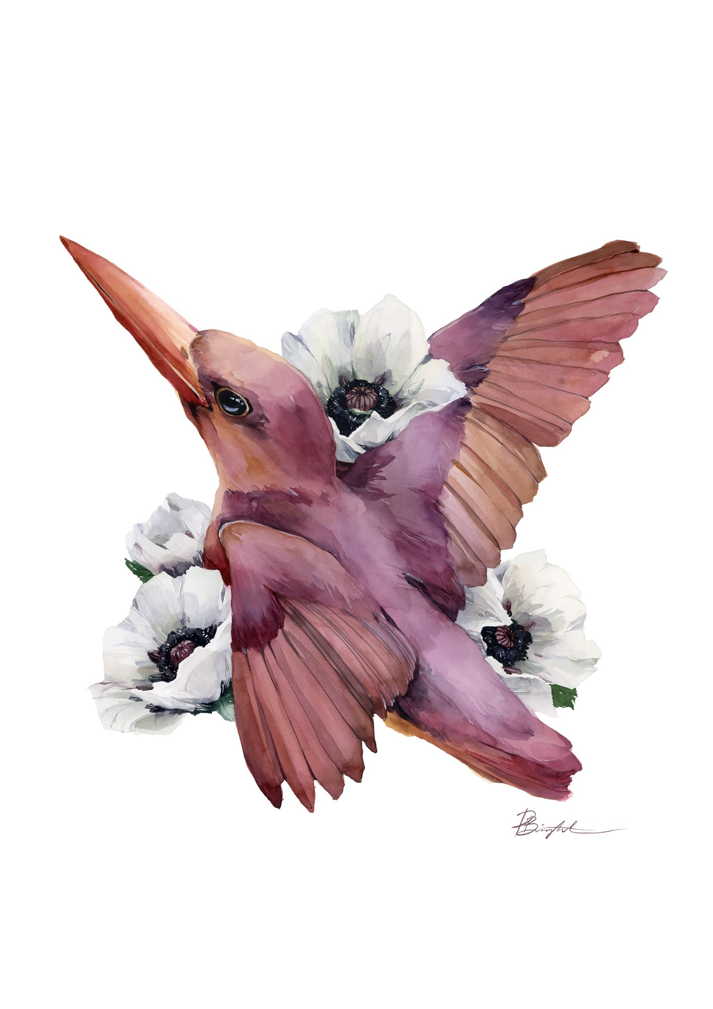 Ruby kingfisher in white poppies