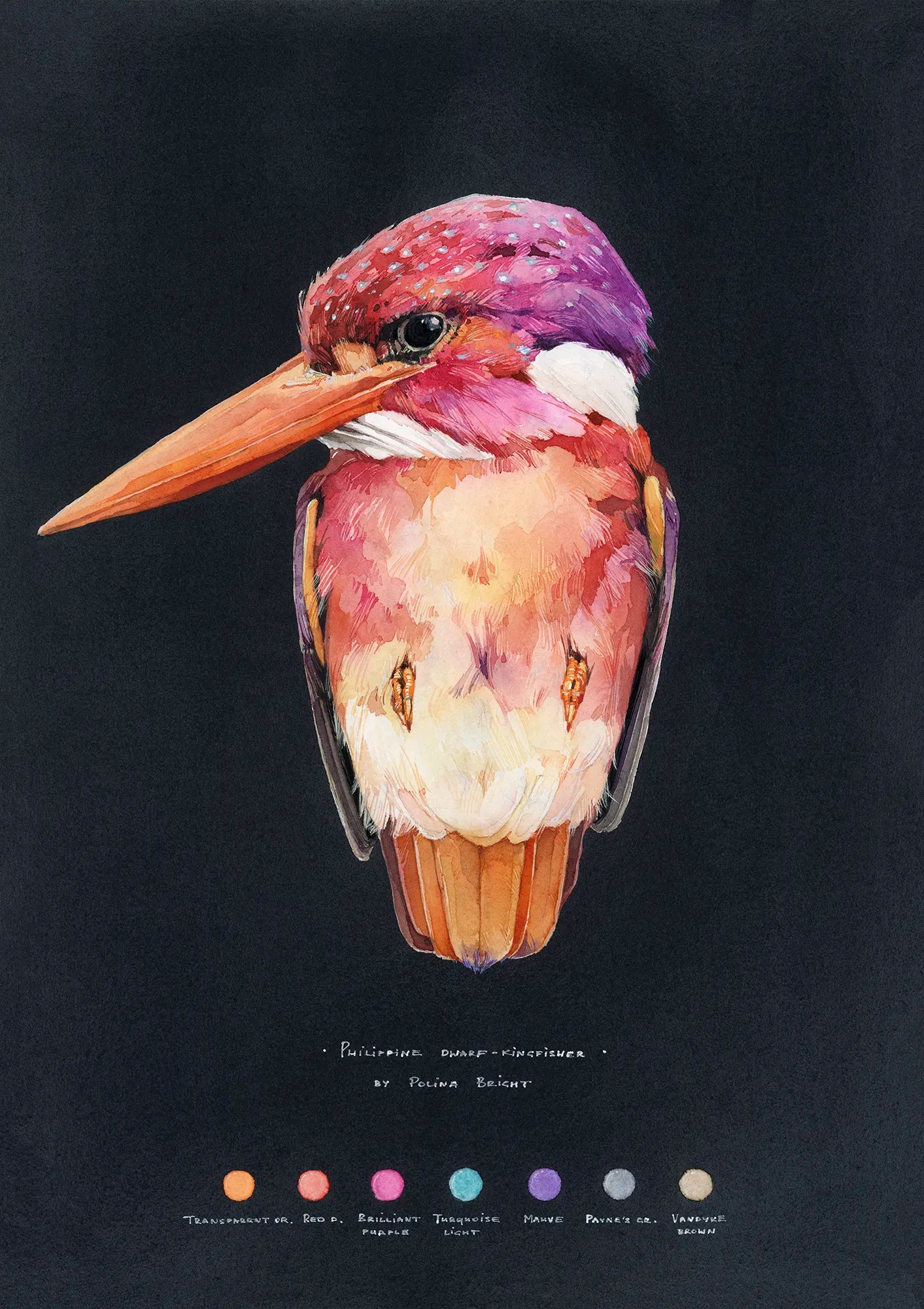 Philippine Dwarf Kingfisher by Polina Bright