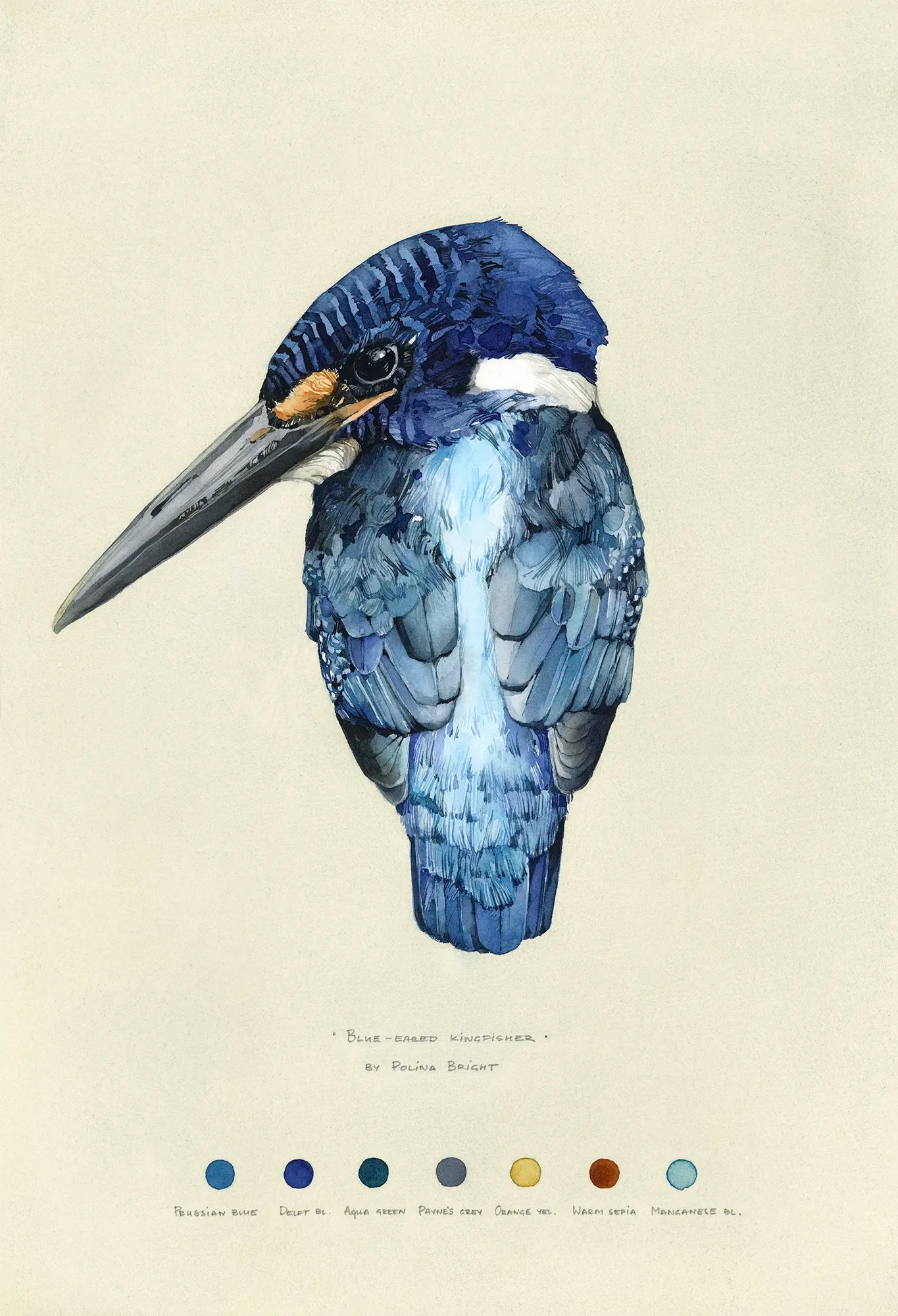 Blue-eared Kingfisher by Polina Bright