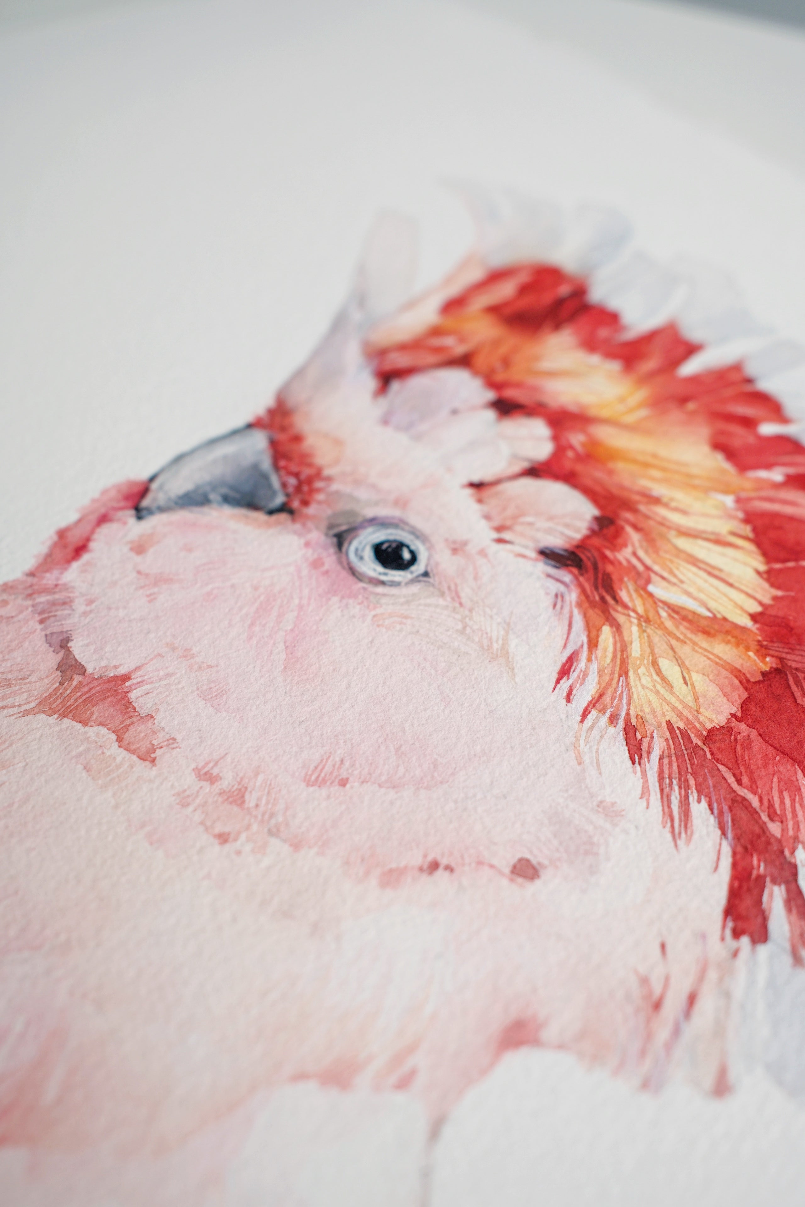 Pink cockatoo (male)