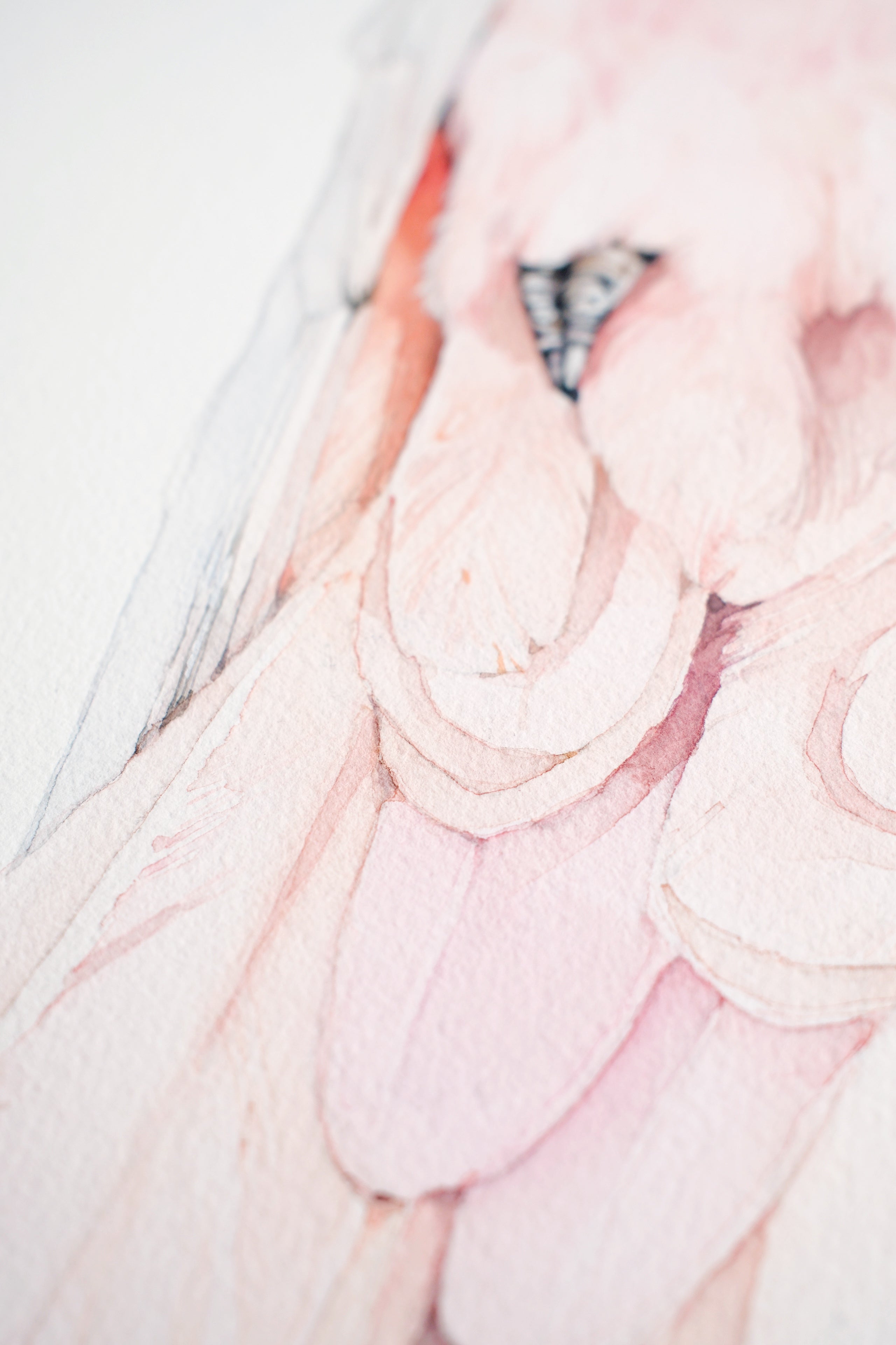 Pink cockatoo (male)