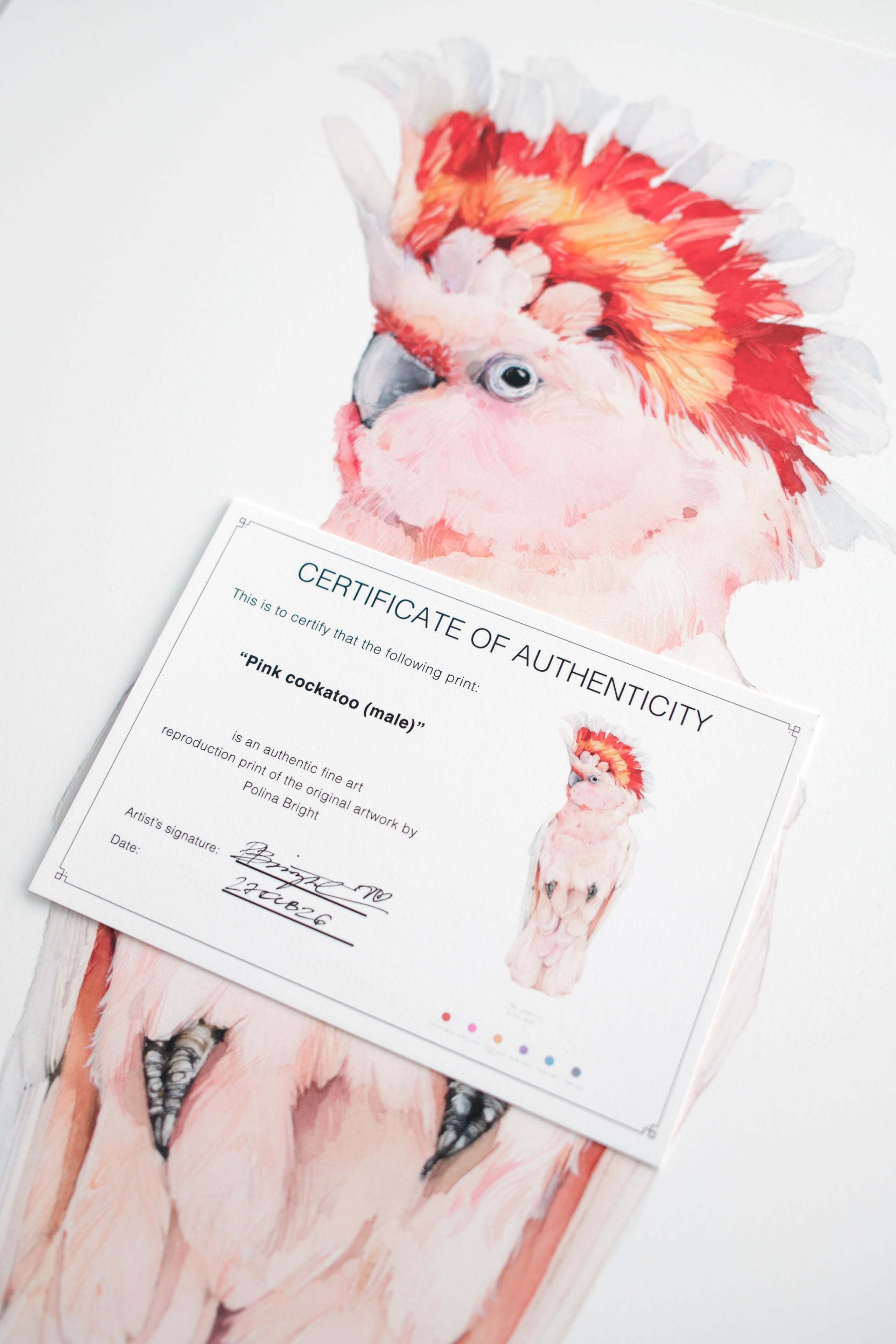 Pink cockatoo (male)