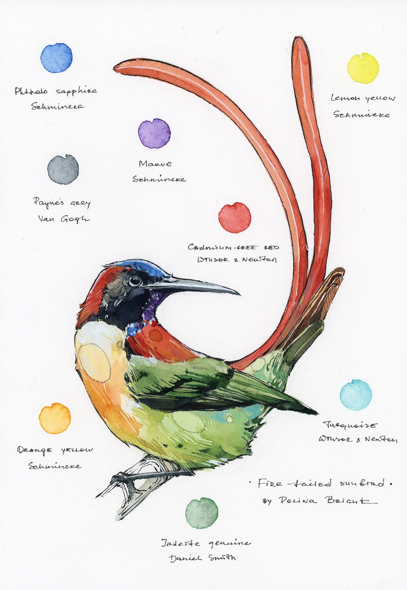 Original artwork "Fire-tailed Sunbird"