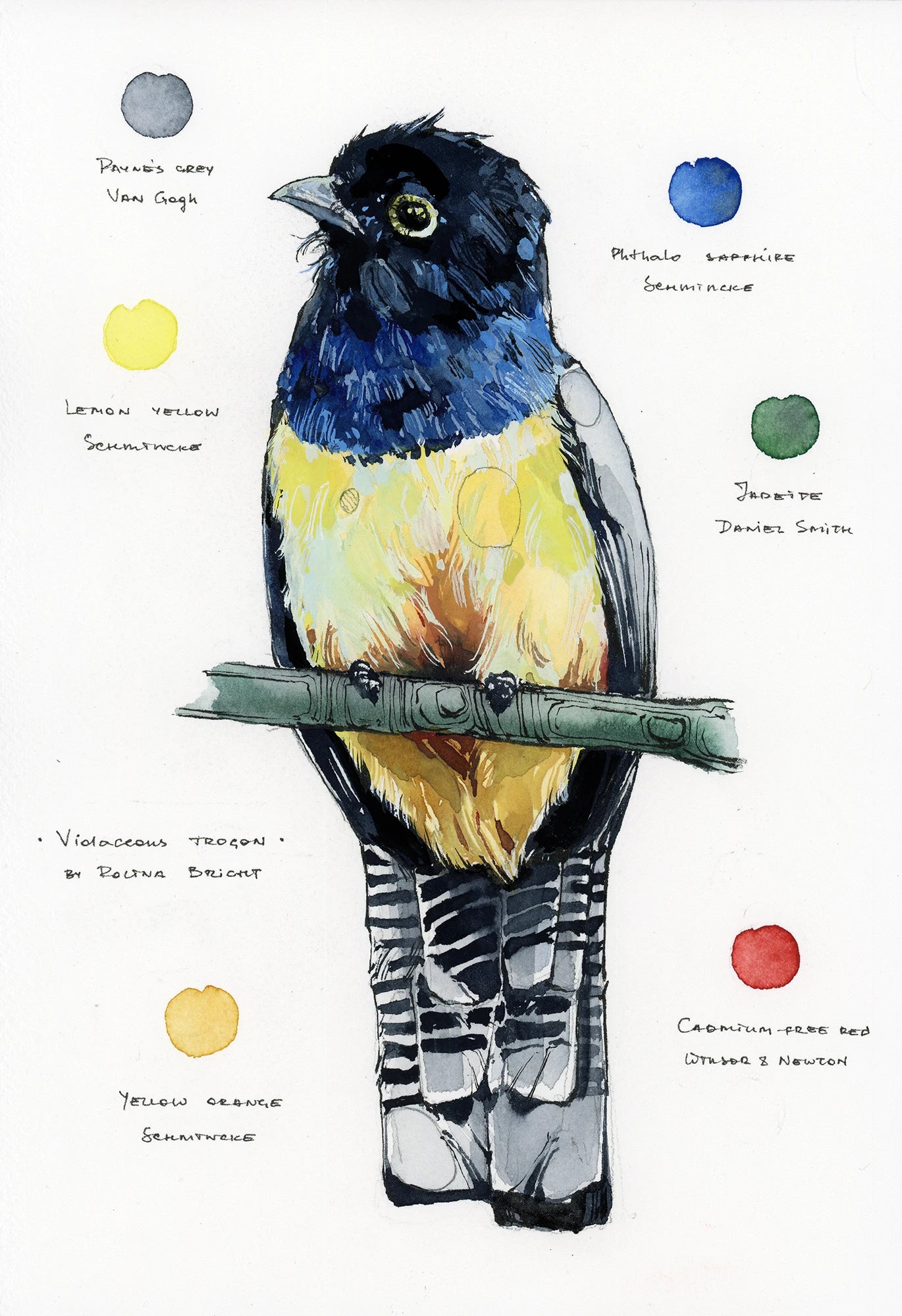 Original artwork "Violaceous Trogon"