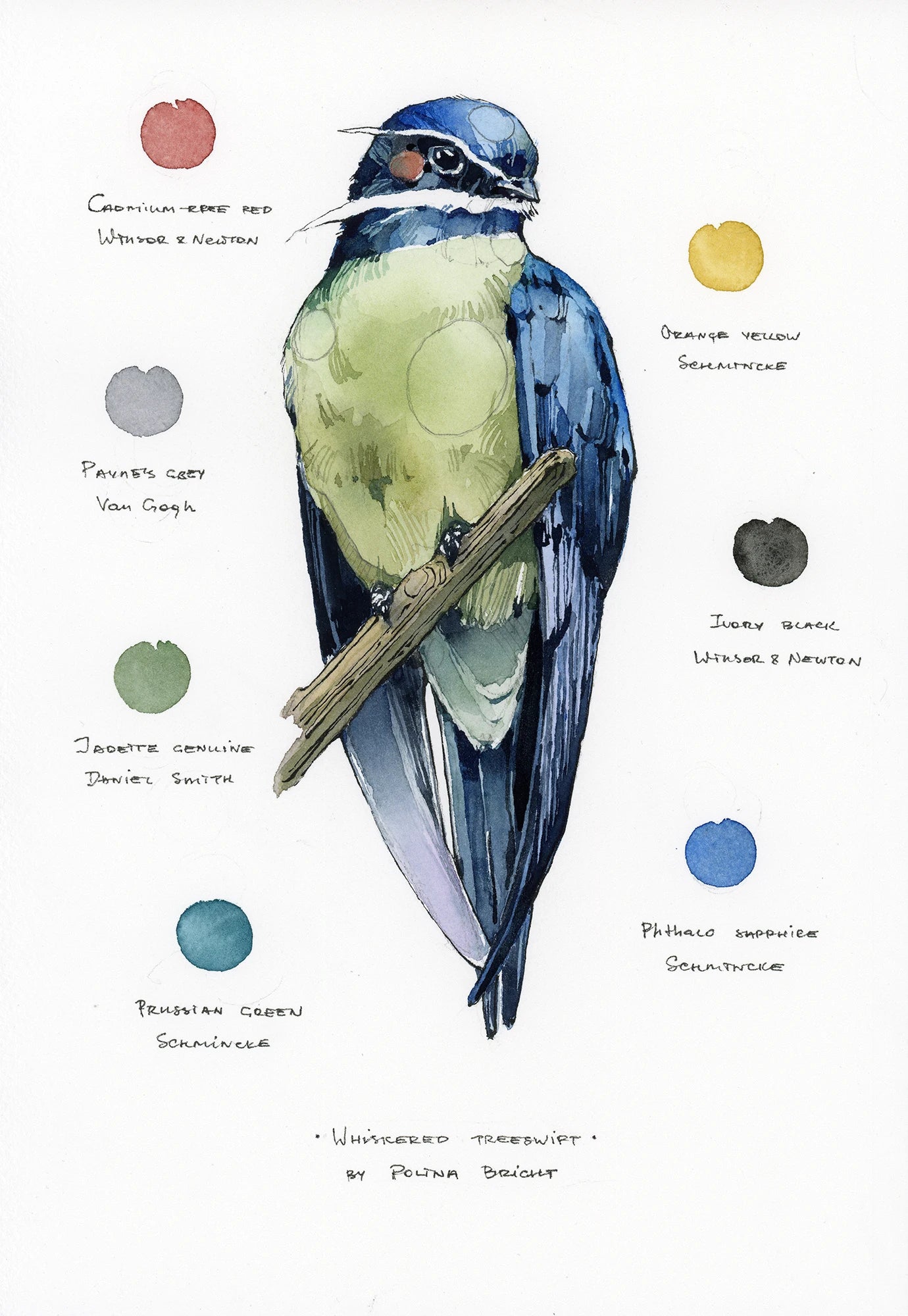 Original artwork "Whiskered Treeswift"