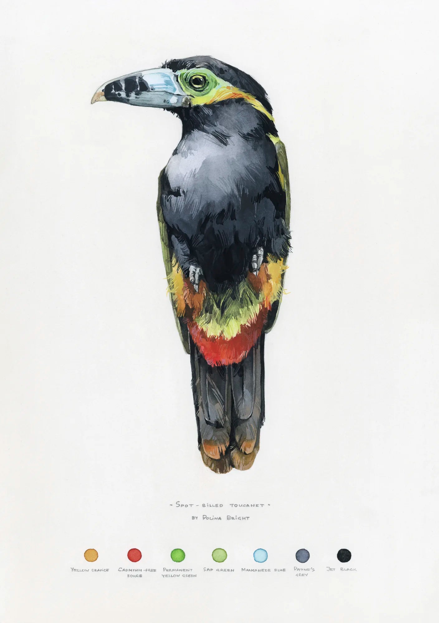 Spot-billed toucanet