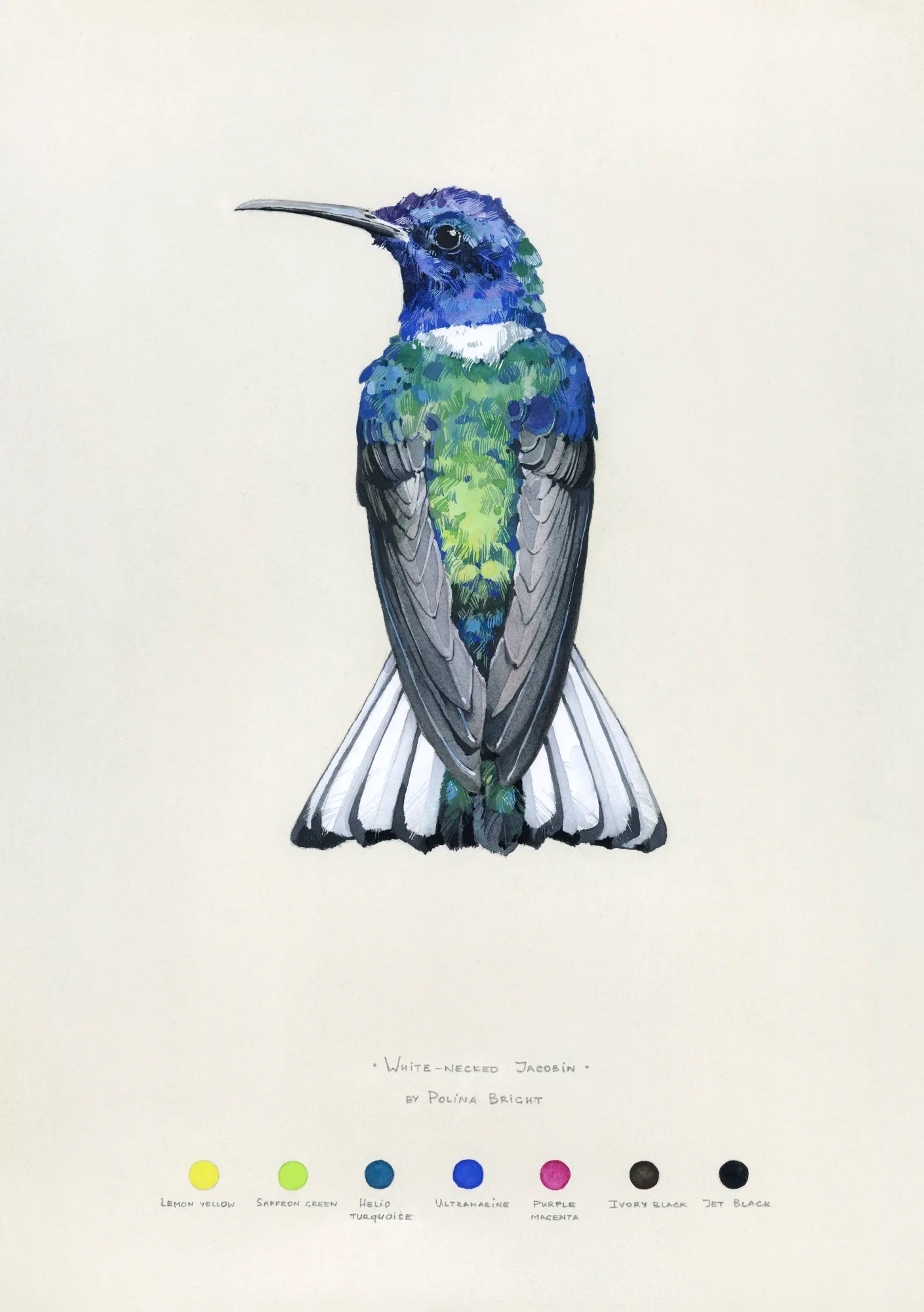 White-necked jacobin