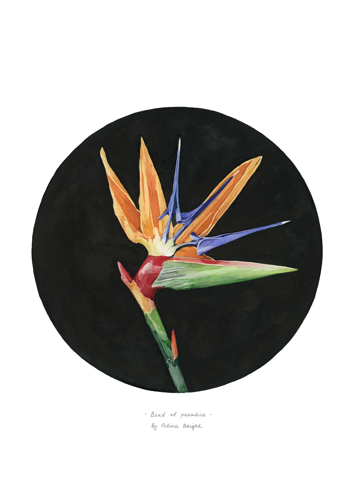 Bird of paradise