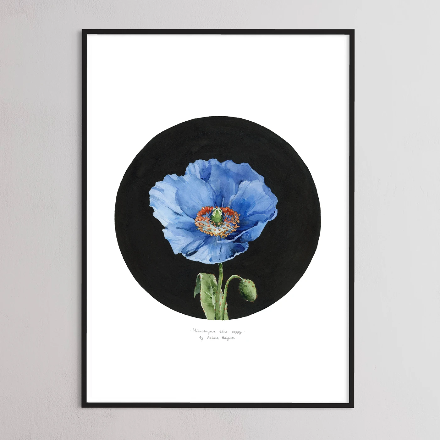Himalayan blue poppy flower by Polina Bright