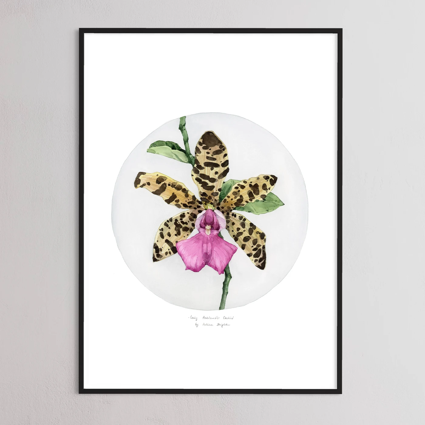 Lady Ackland's Orchid by Polina Bright