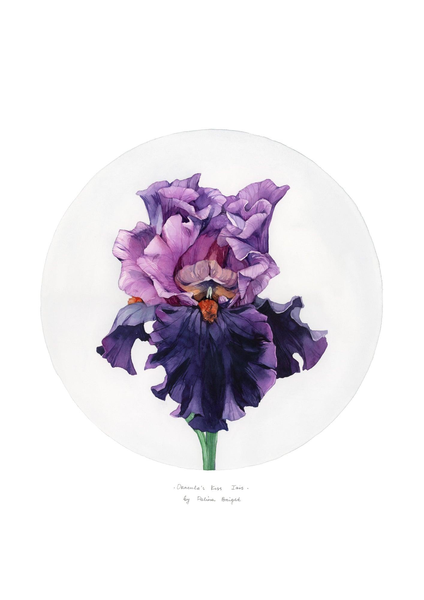 Dracula's Kiss Iris by Polina Bright