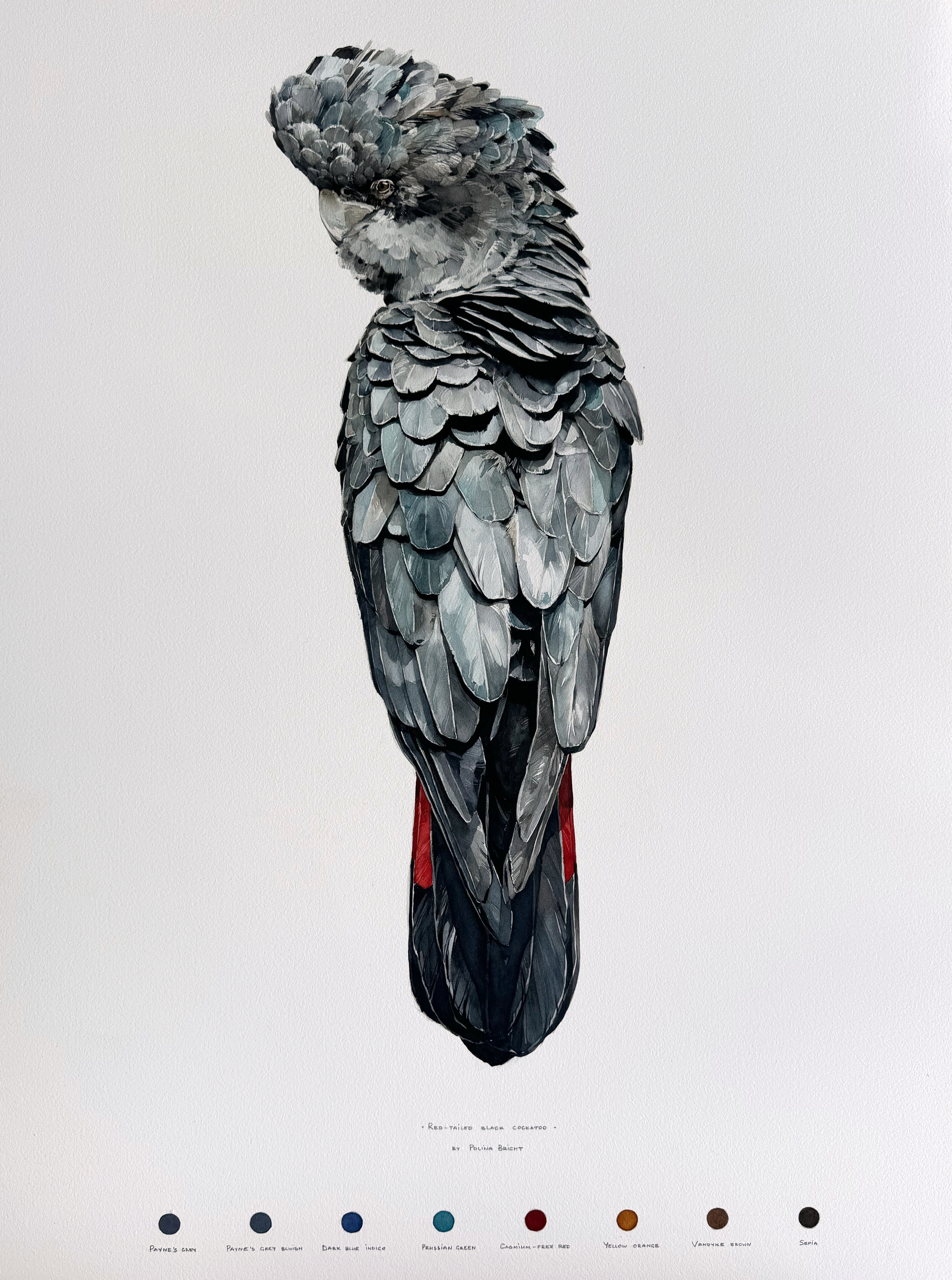 Red-tailed black cockatoo (male)