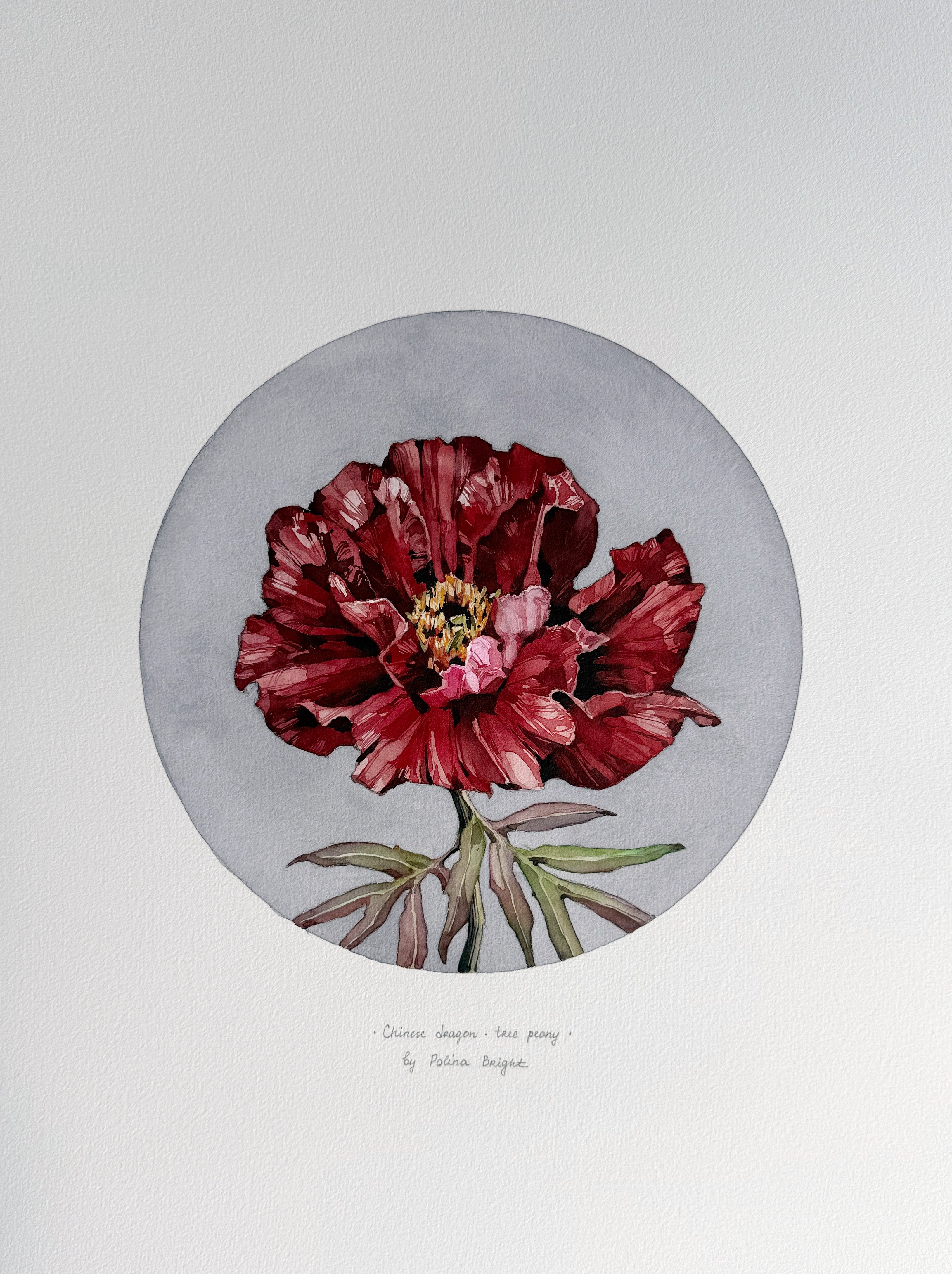 Chinese dragon tree peony