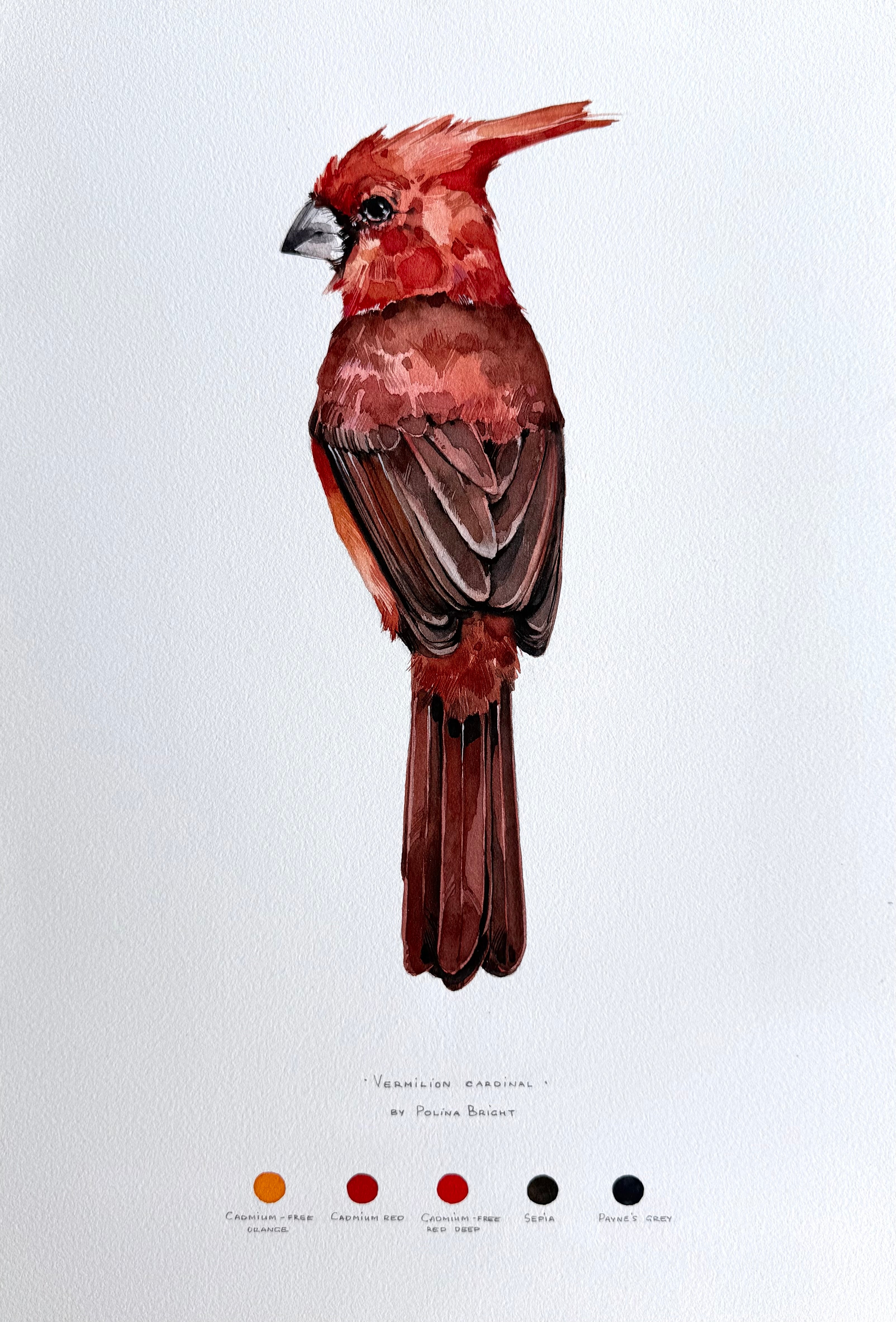 Vermilion cardinal