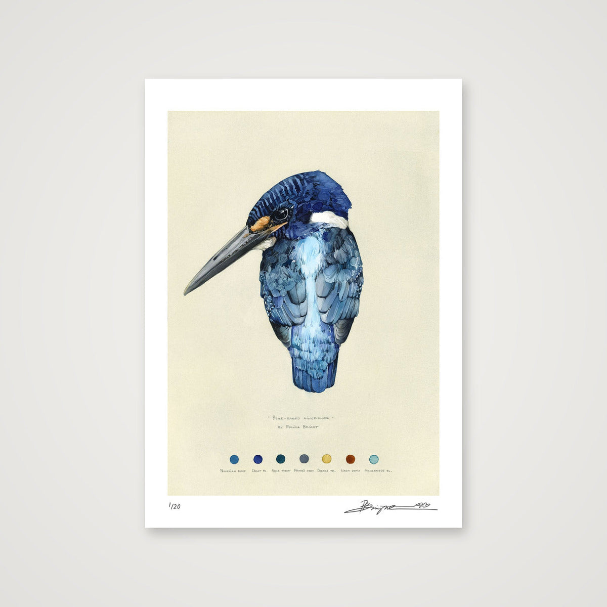 Blue-eared Kingfisher print, A4