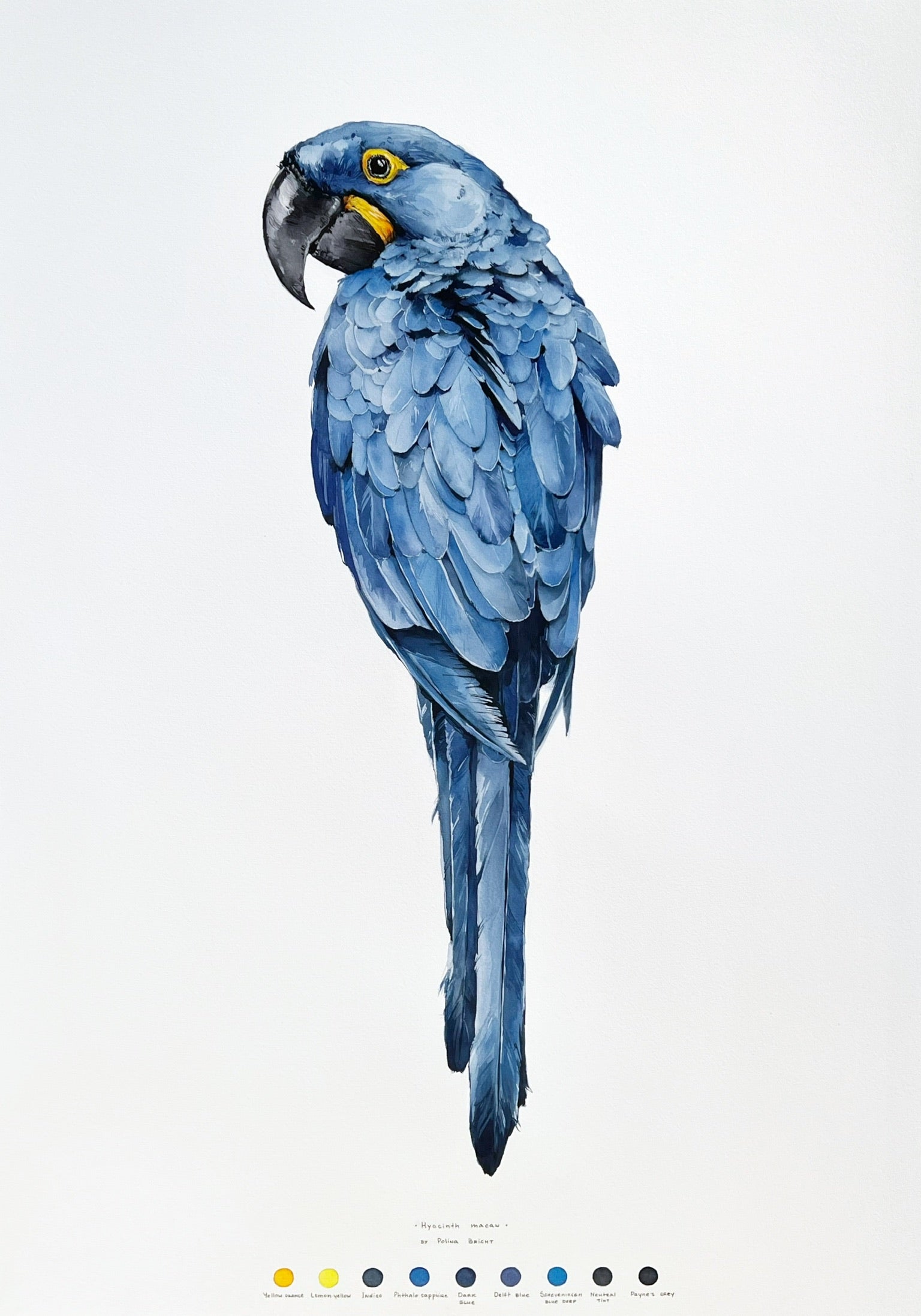 Hyacinth Macaw - original painting