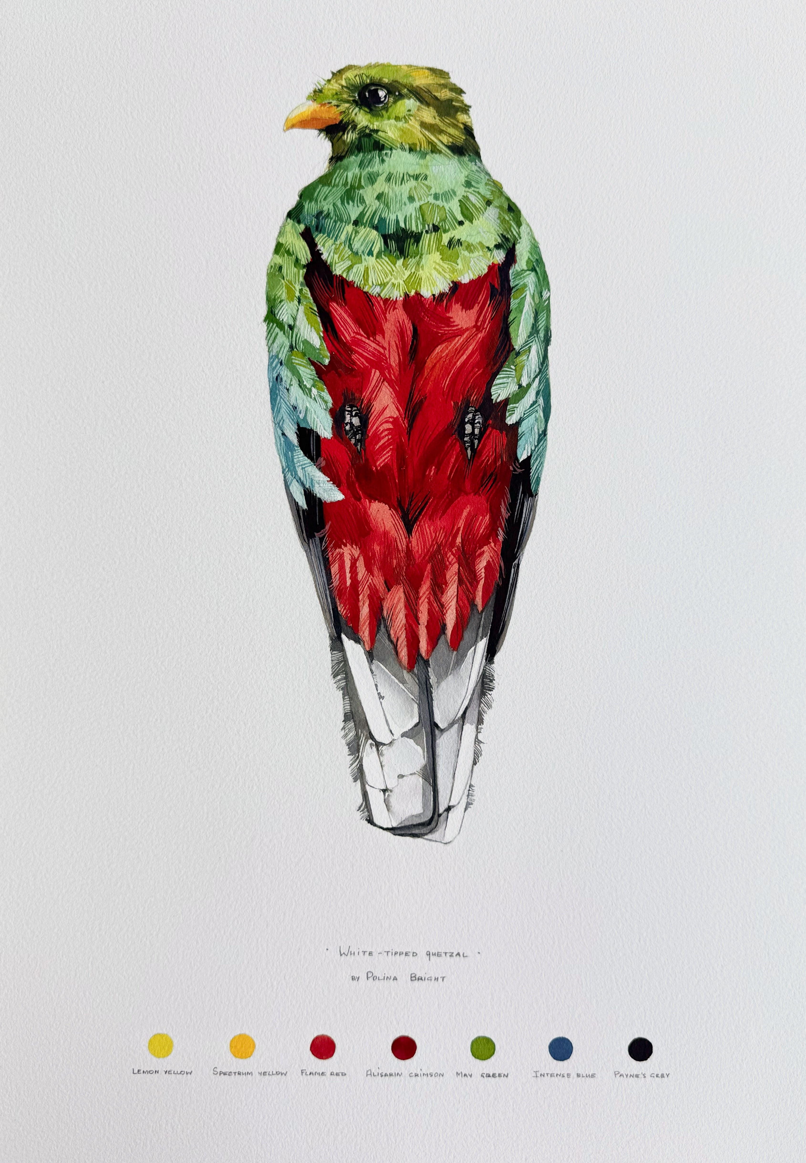 White-tipped quetzal