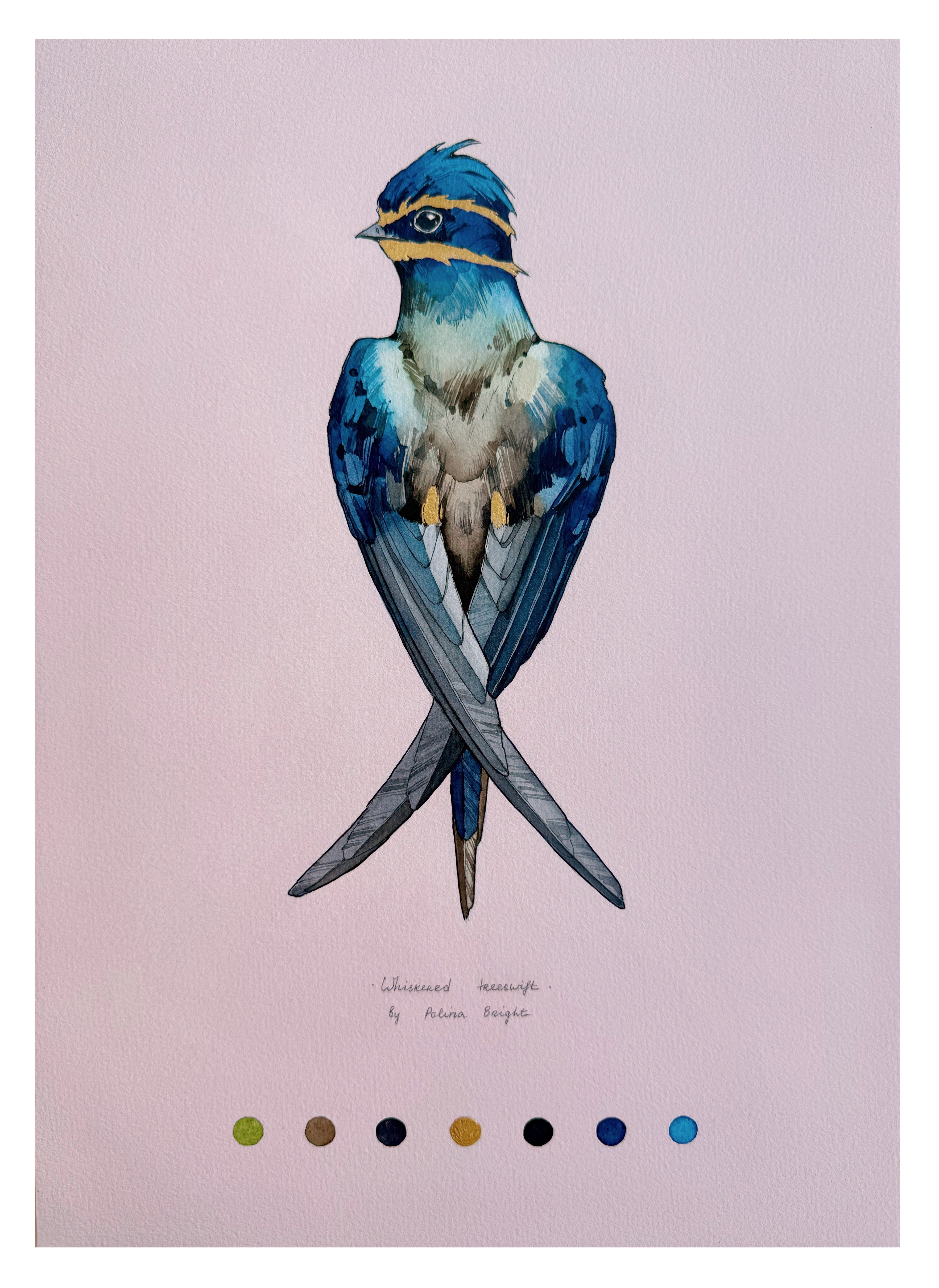 Whiskered treeswift