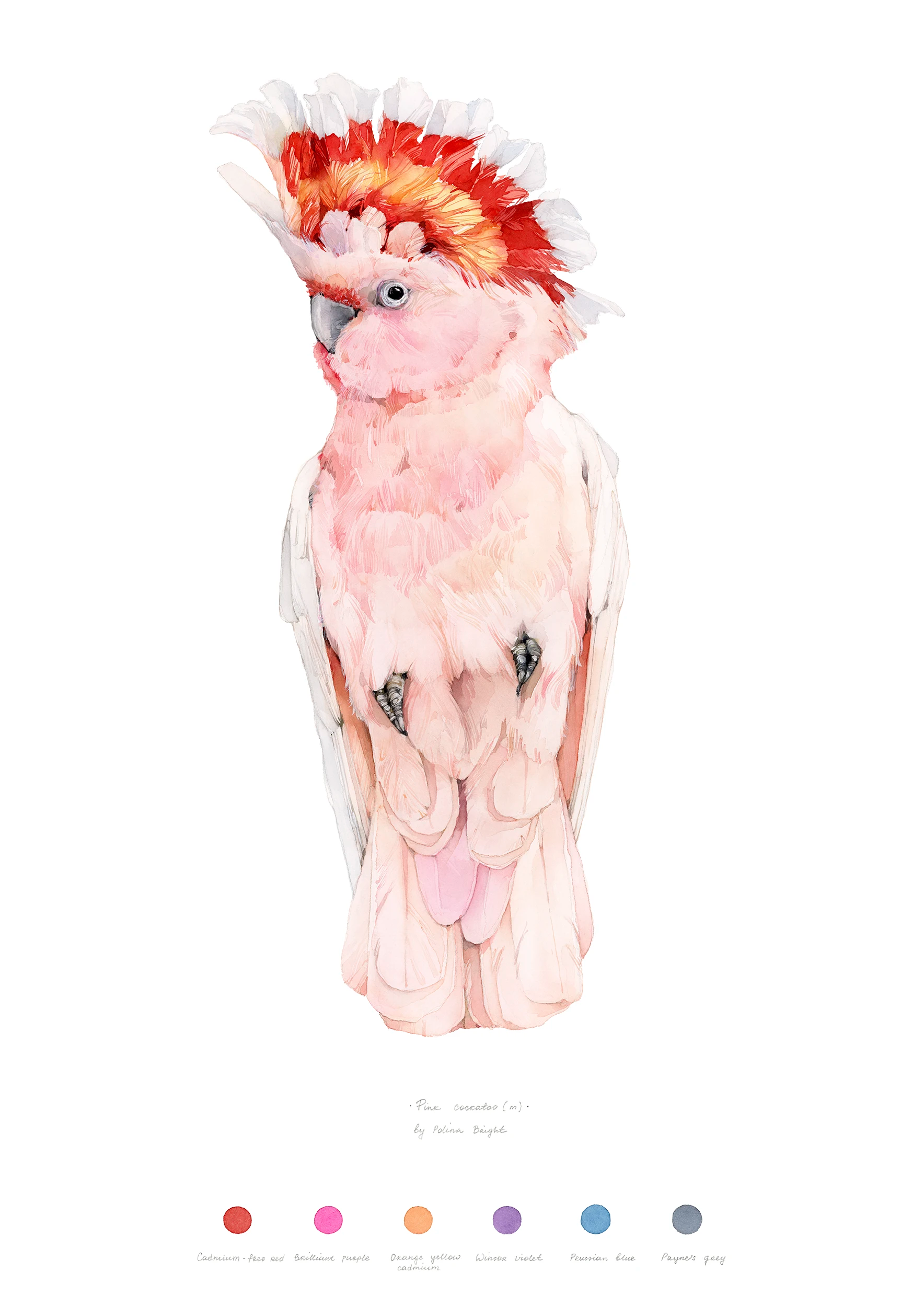 Pink cockatoo (male)