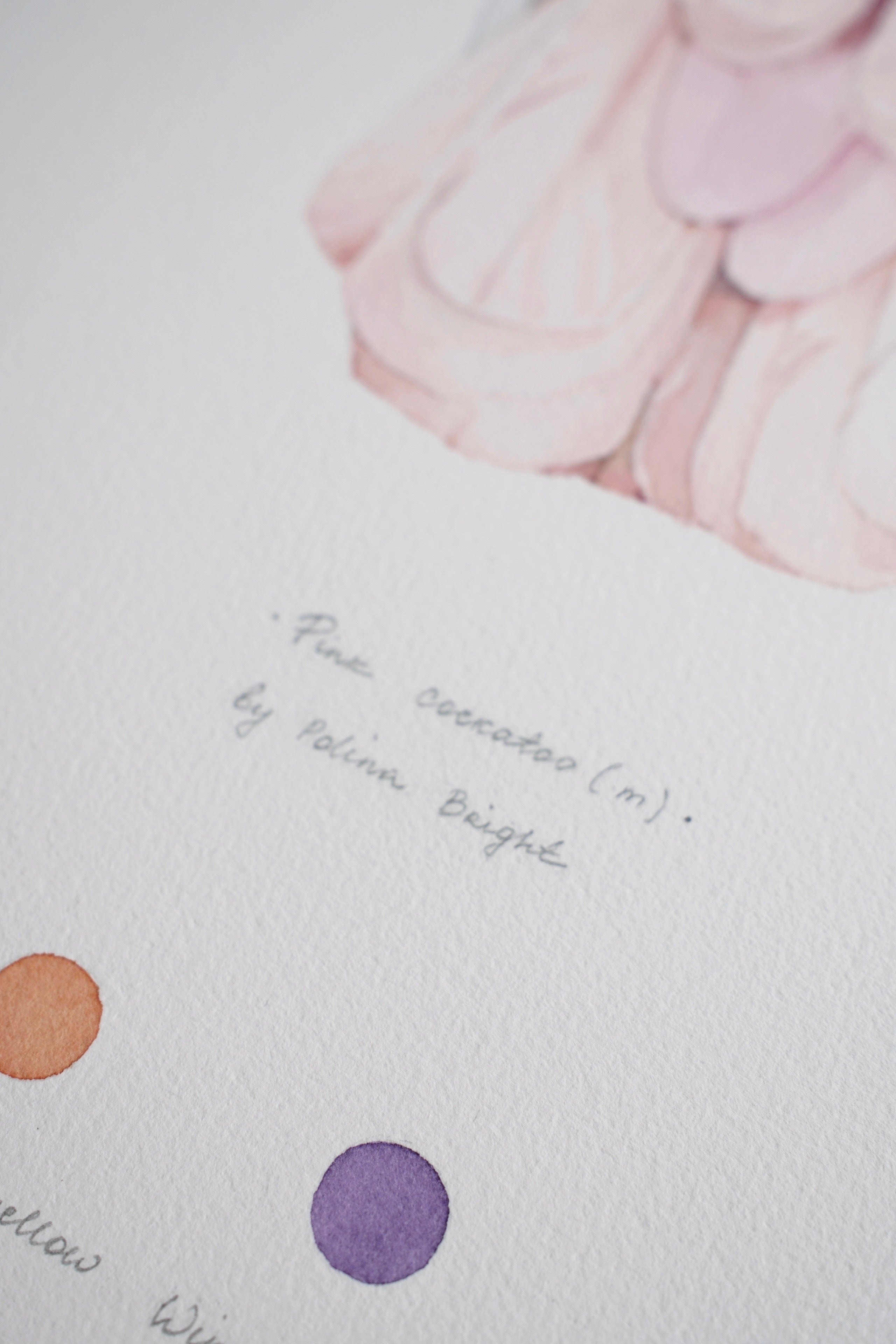 Pink cockatoo (male)