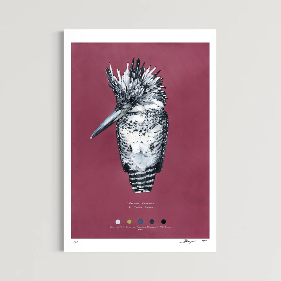 Crested Kingfisher