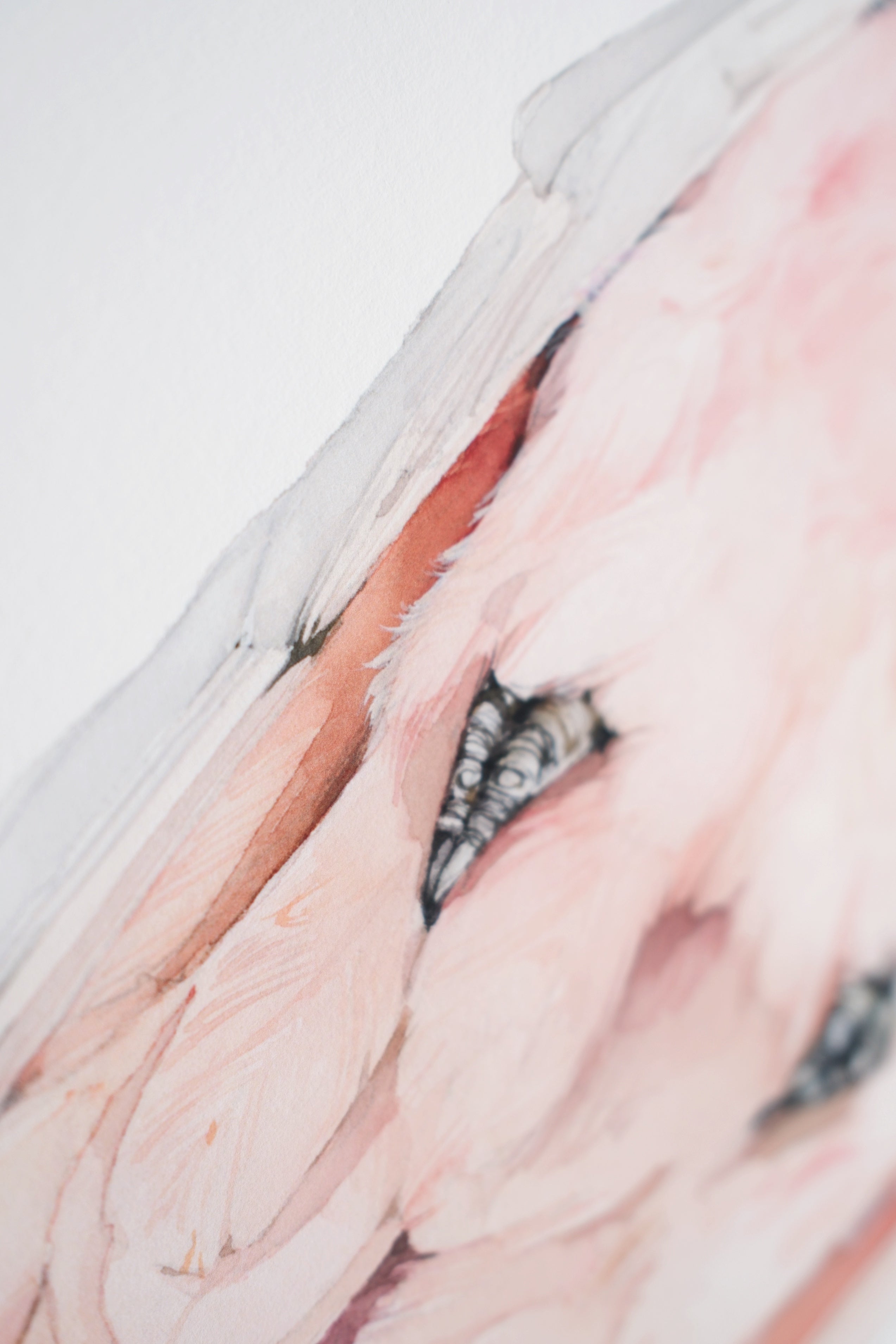 Pink cockatoo (male)