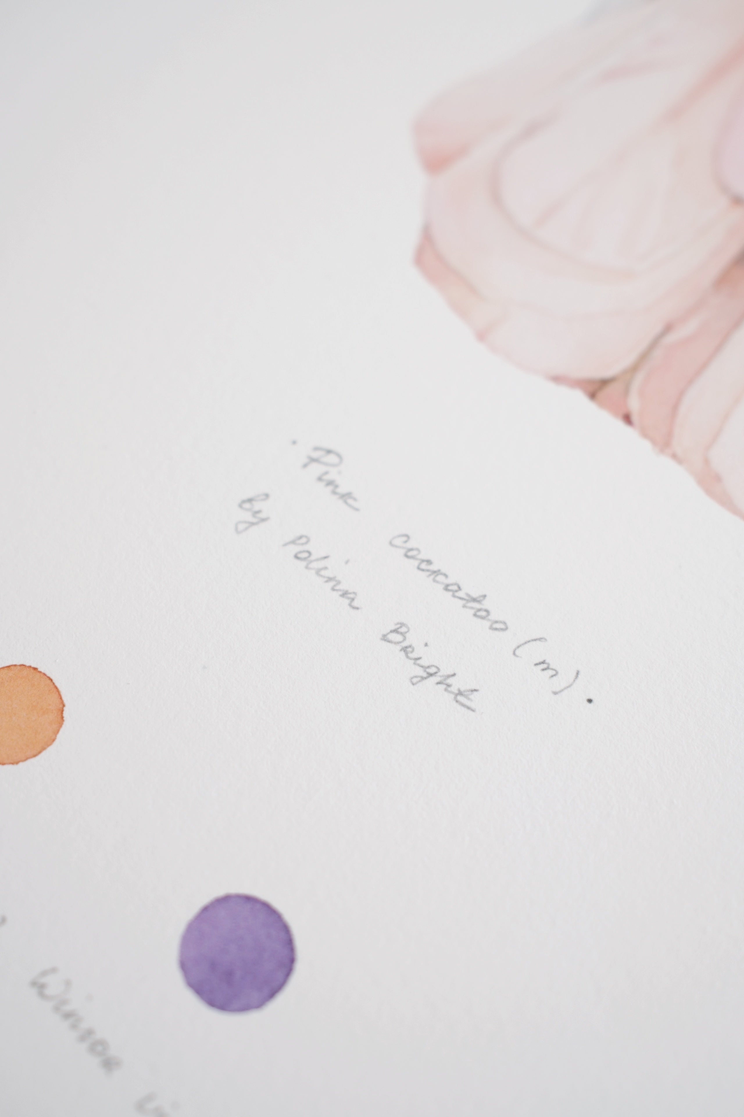 Pink cockatoo (male)