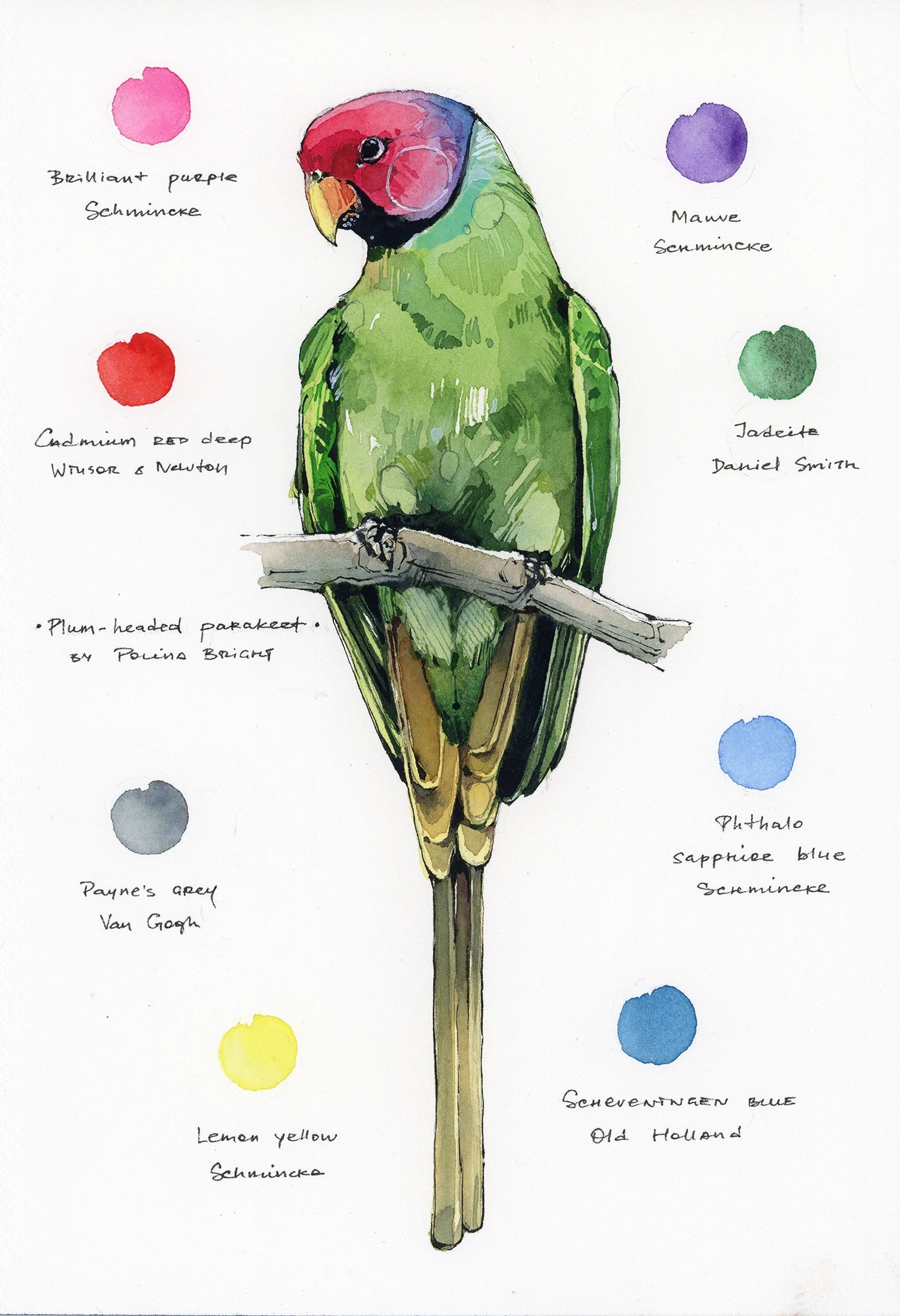 Original artwork "Plum-Headed Parakeet"