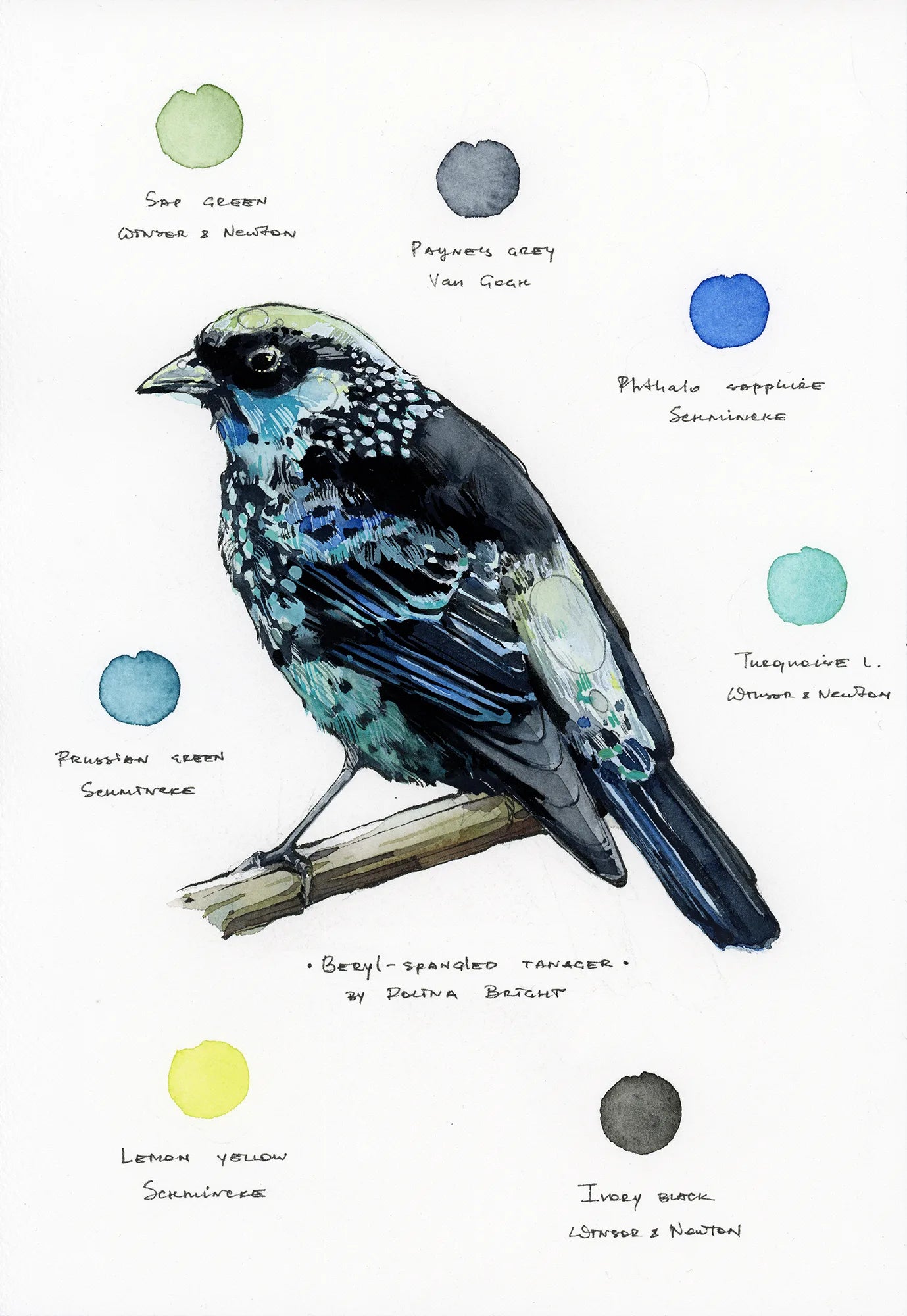 Original artwork "Beryl-spangled Tanager"