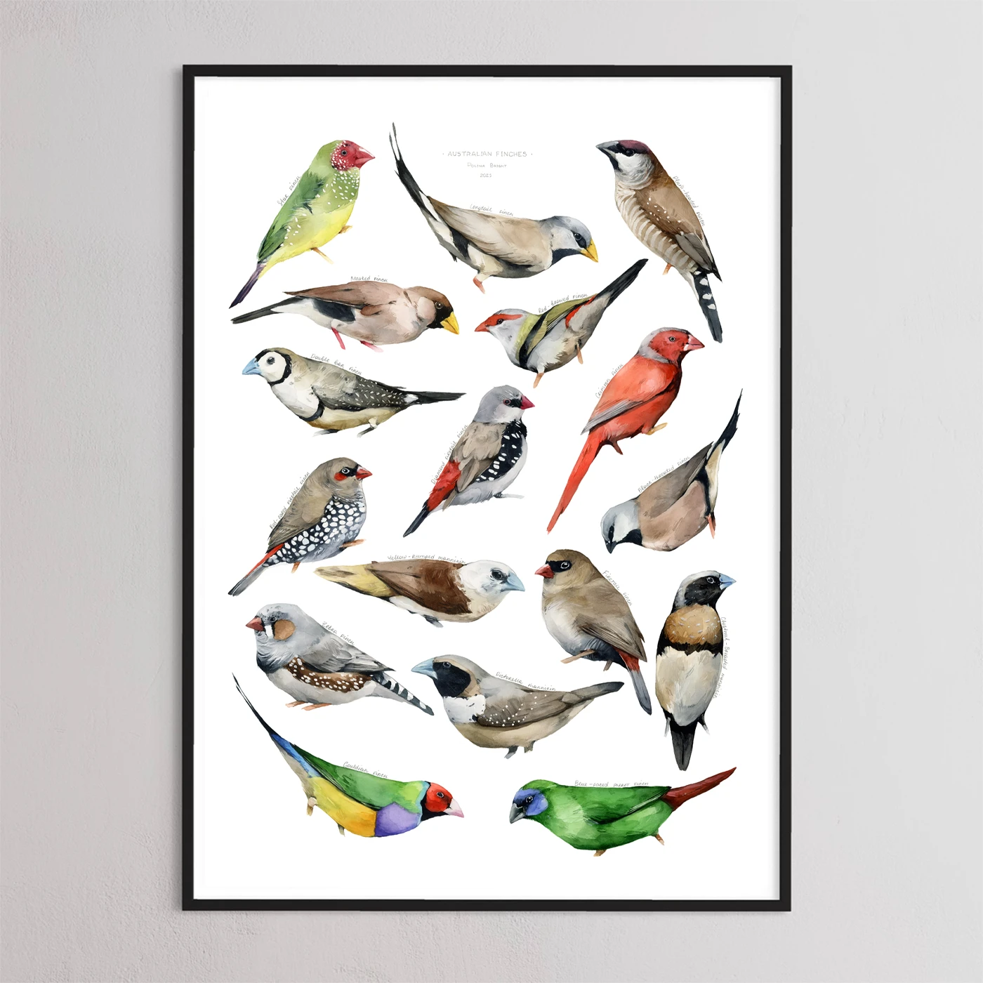 Australian Finches by Polina Bright