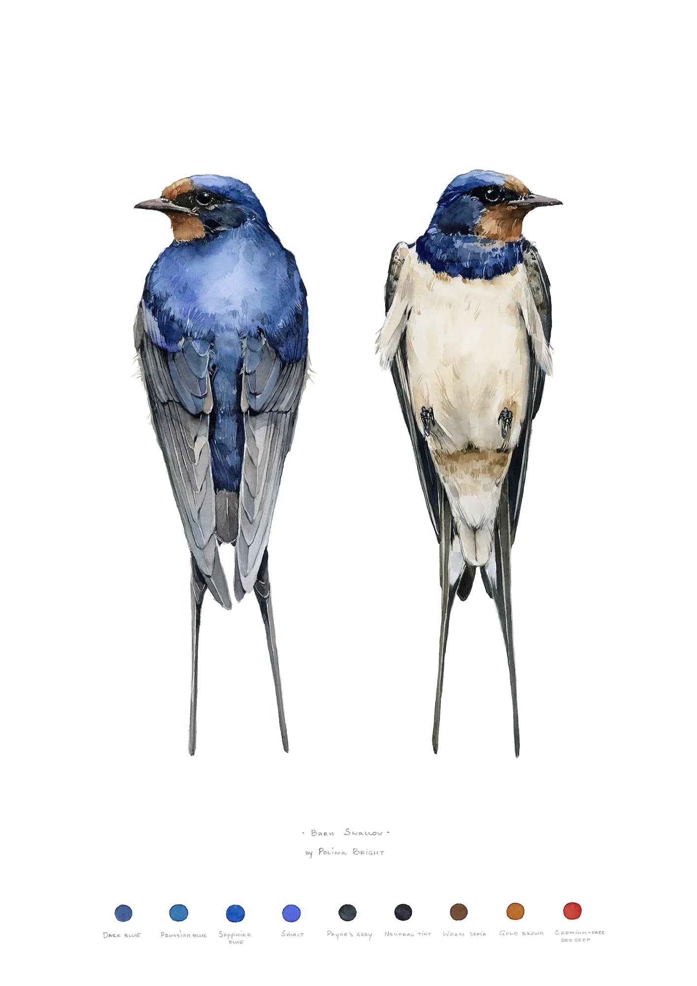 Barn swallow bird print by Polina Bright