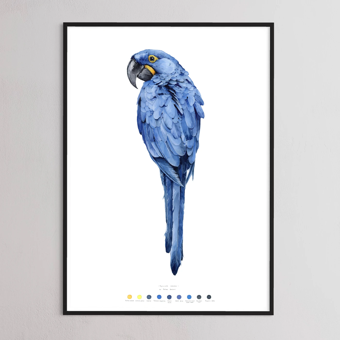 Hyacinth Macaw bird print by Polina Bright