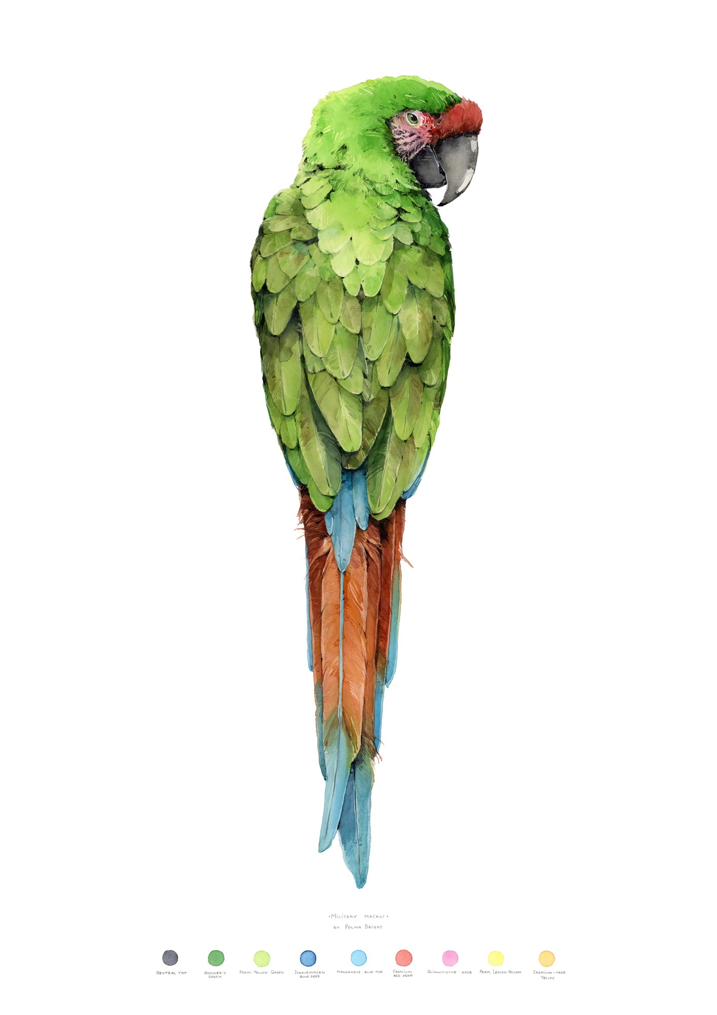 Military Macaw by Polina Bright