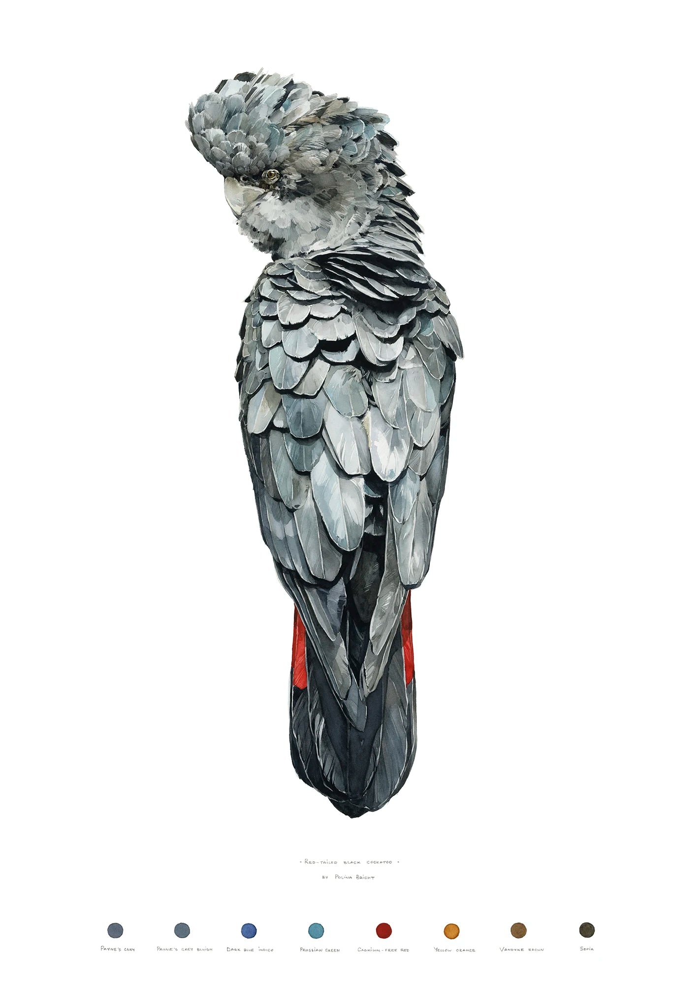 Red-tailed black cockatoo (male)