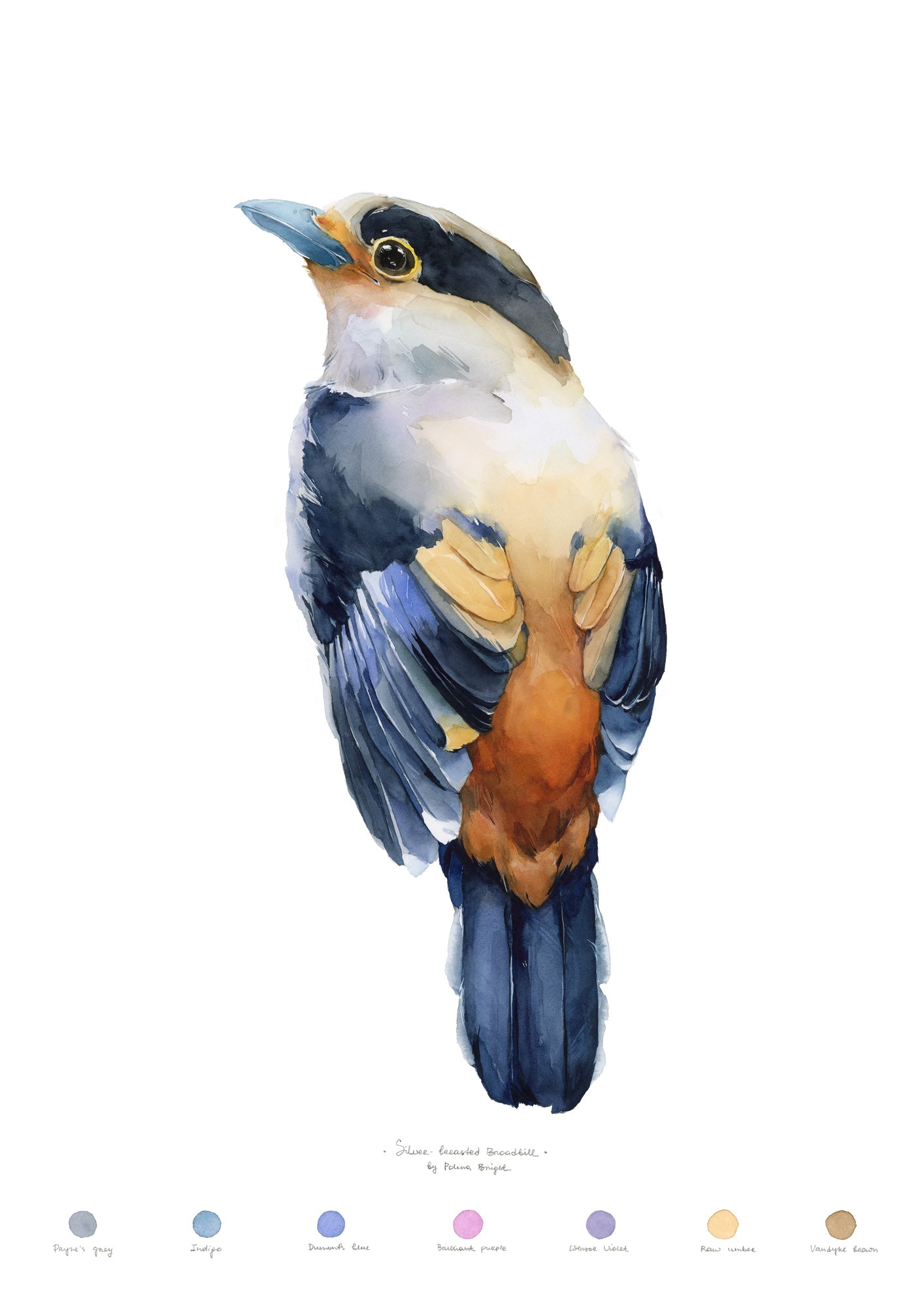 Silver-Breasted Broadbill by Polina Bright