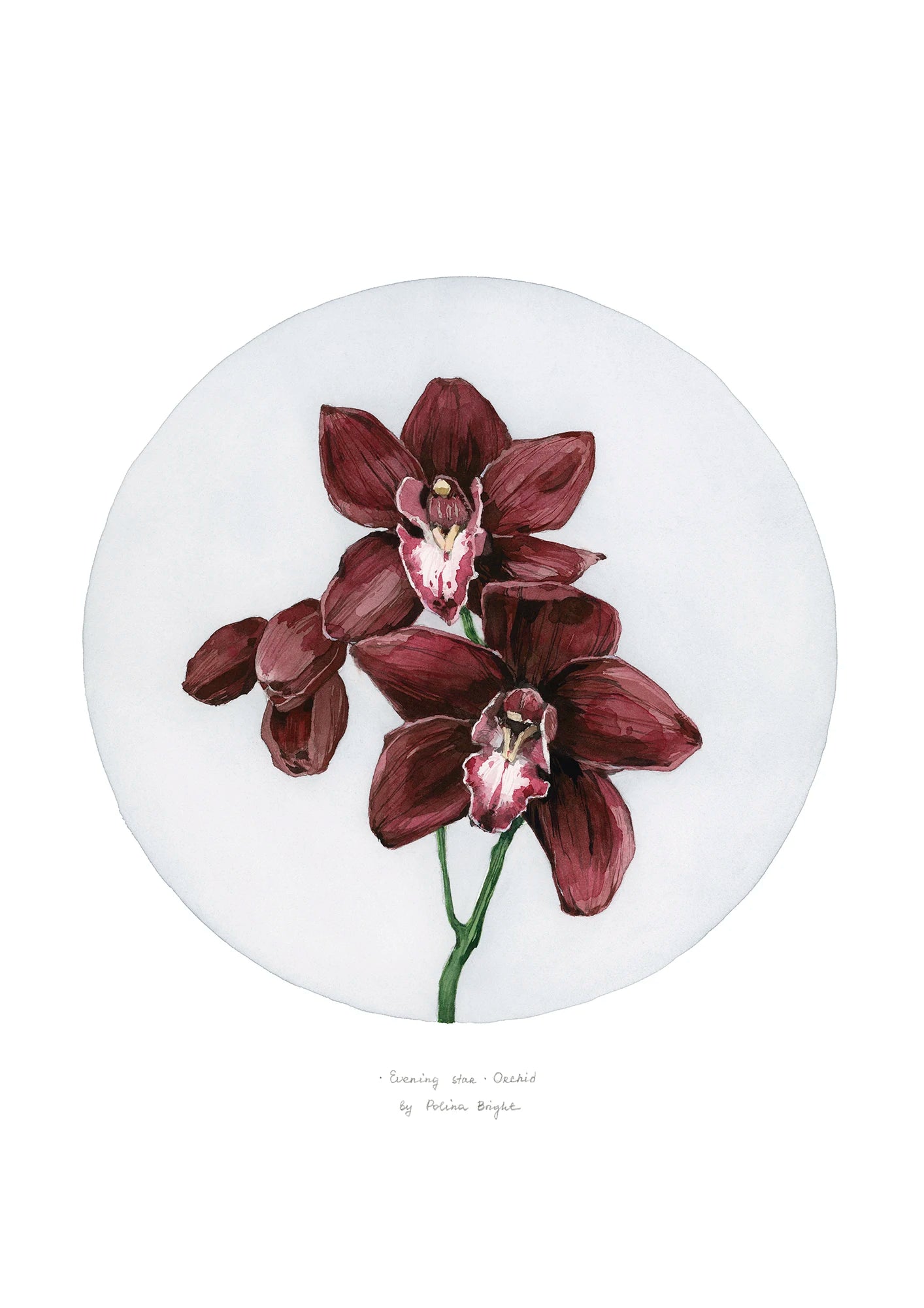 Evening star Orchid flower by Polina Bright