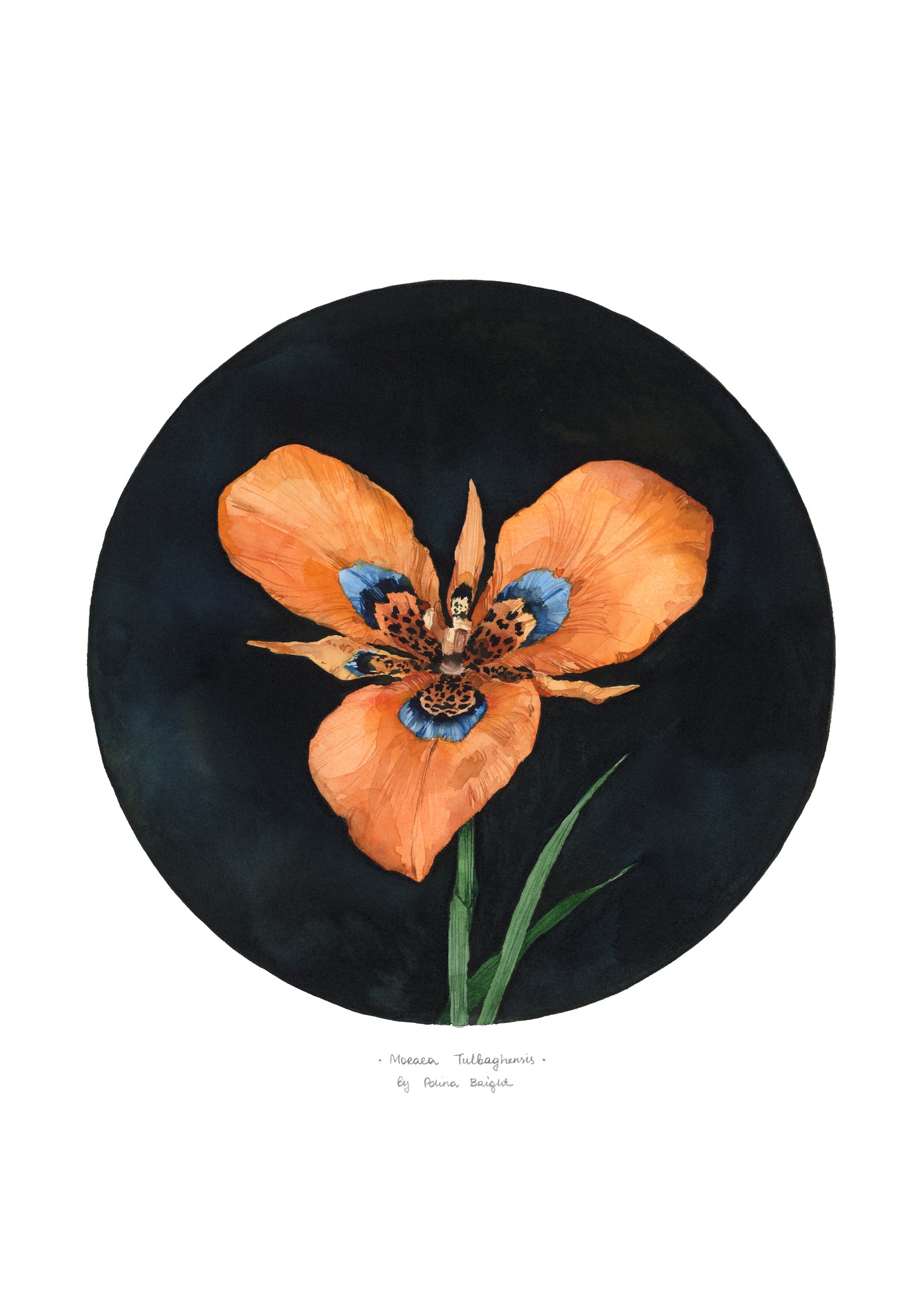 Moraea tulbaghensis by Polina Bright