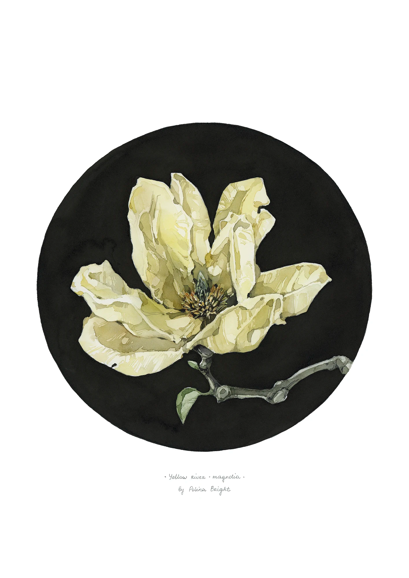 Yellow river magnolia flower by Polina Bright