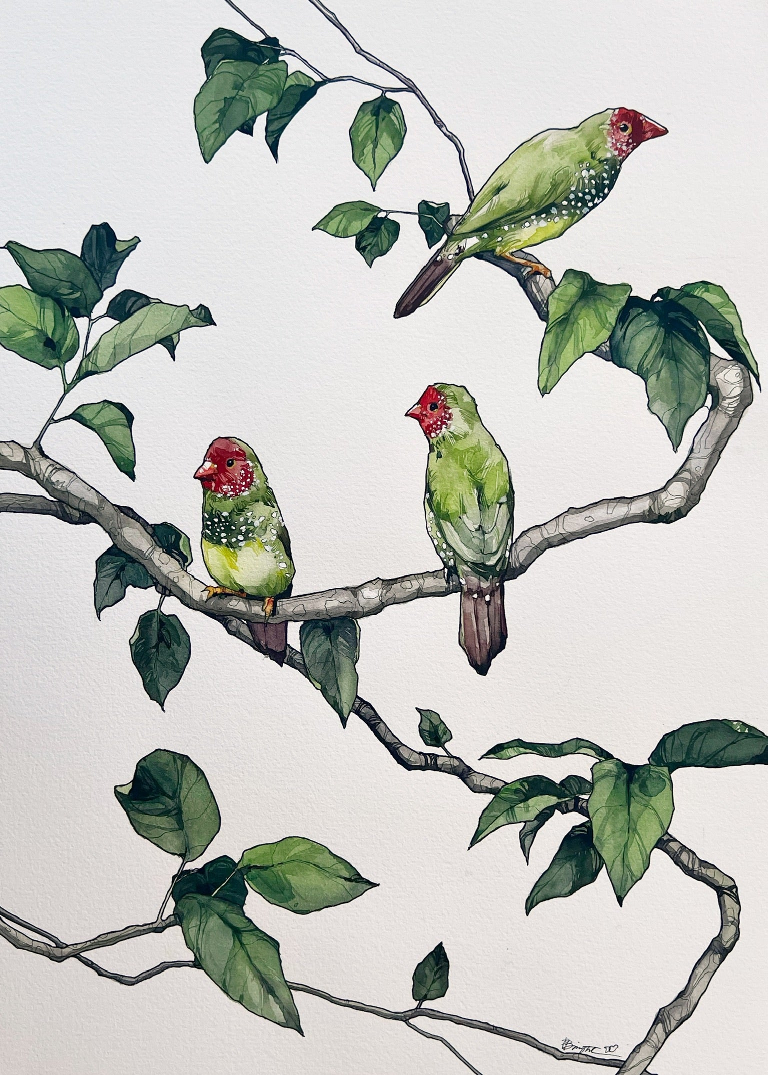 Star finches - original painting