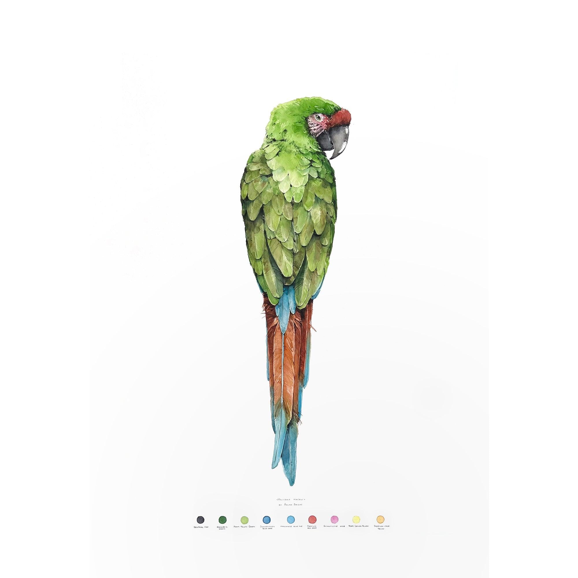 "Military Macaw" - original painting - Polina Bright