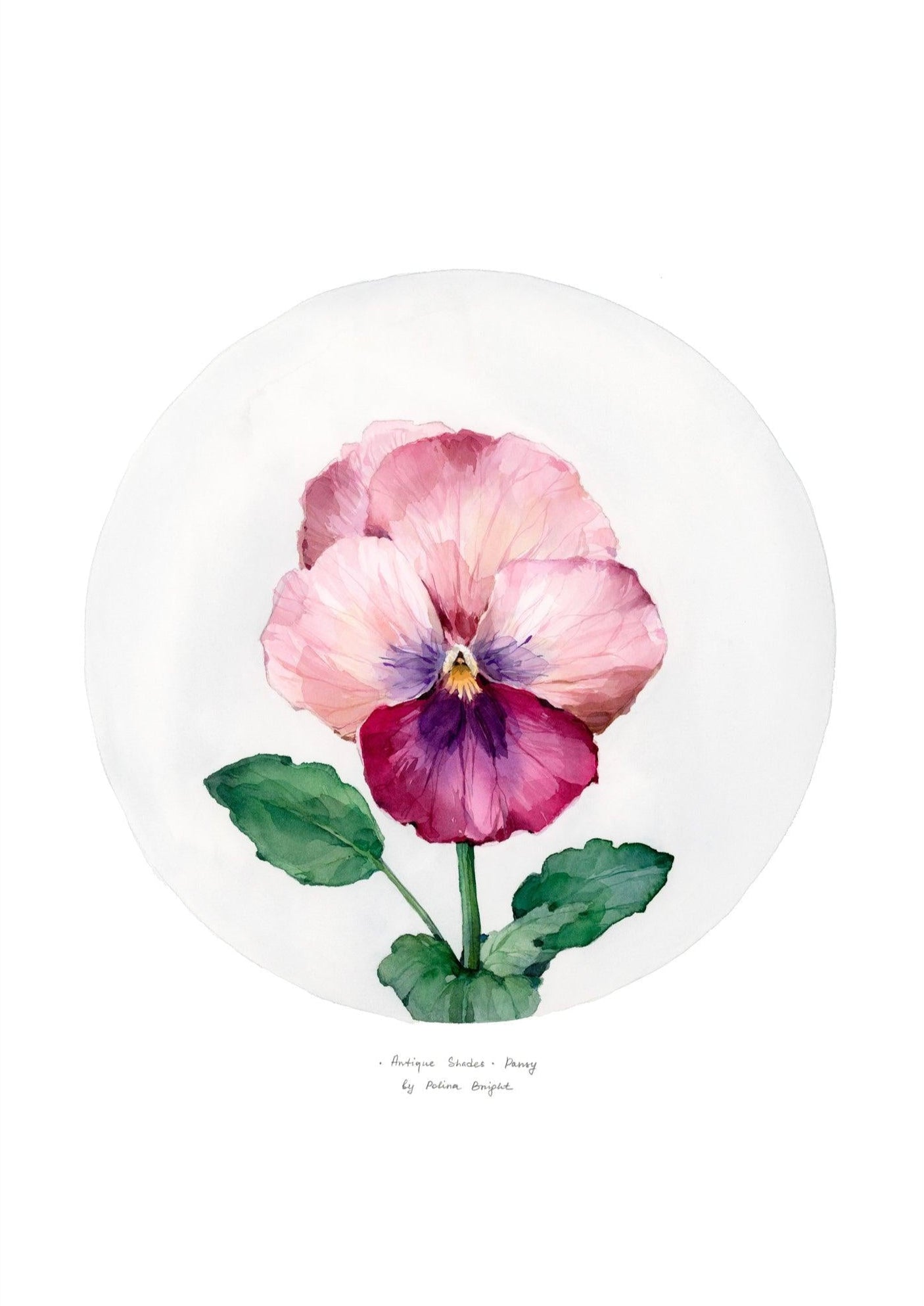 Antique Shades Pansy - Polina Bright