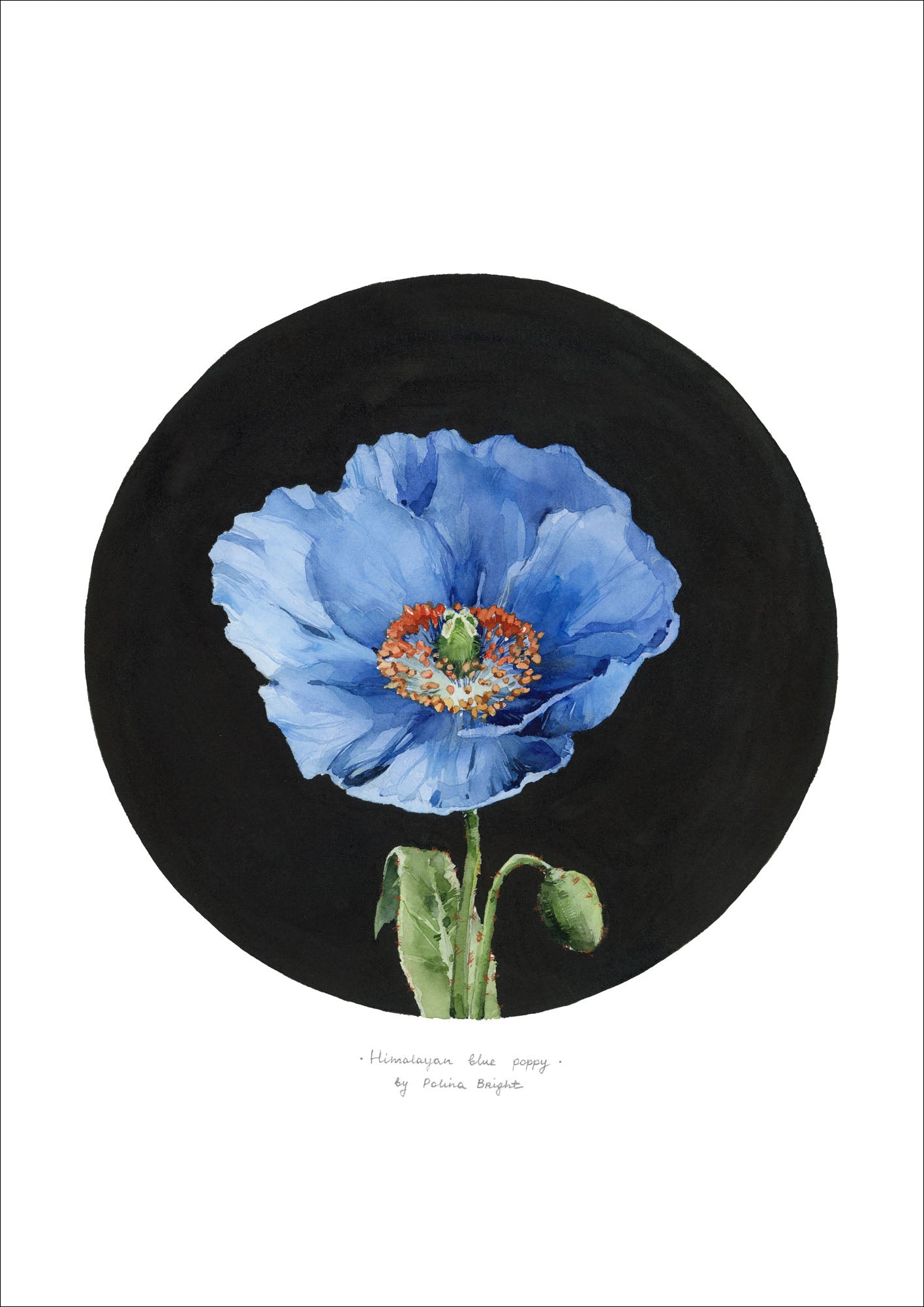 Himalayan blue poppy - print