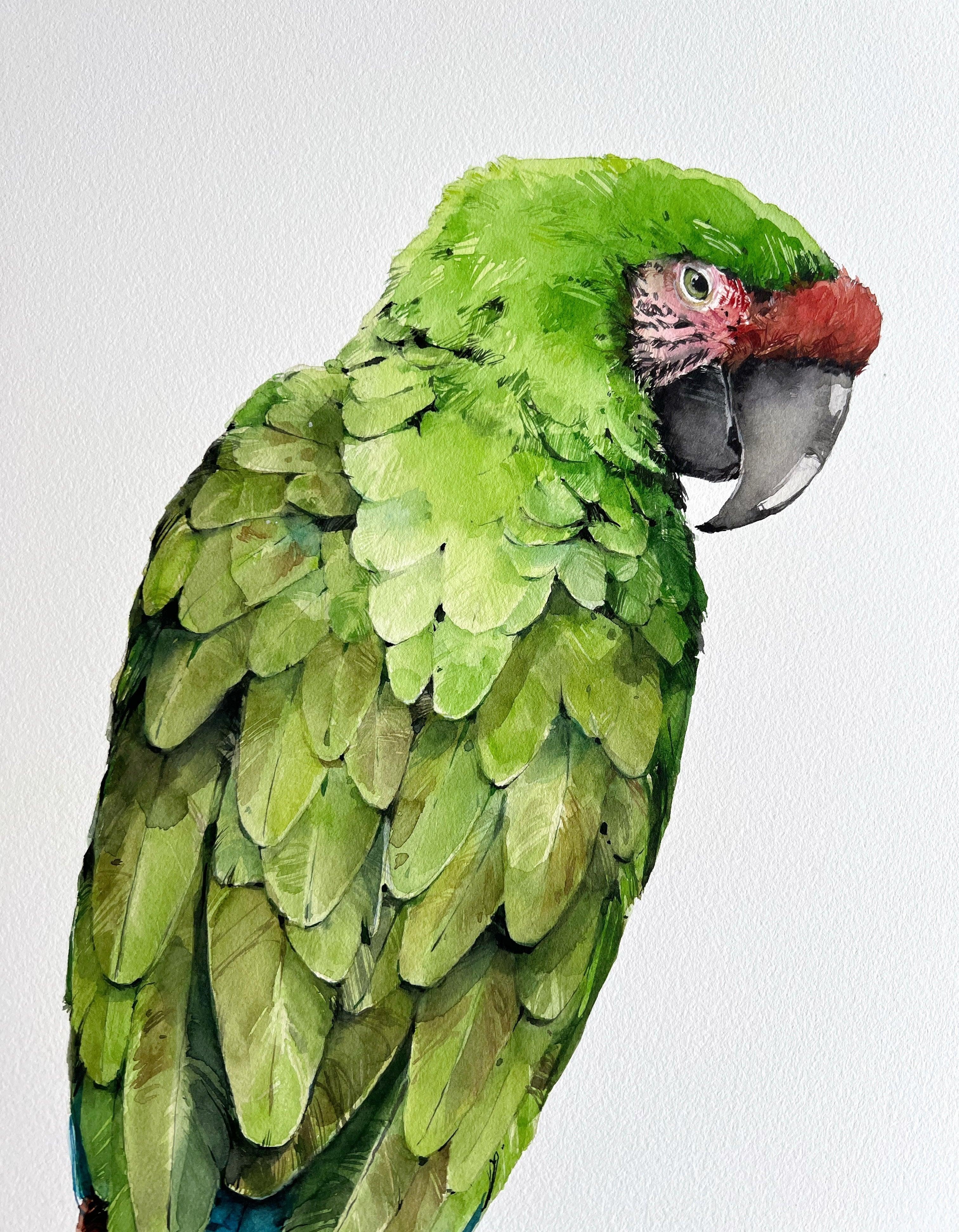 "Military Macaw" - original painting - Polina Bright