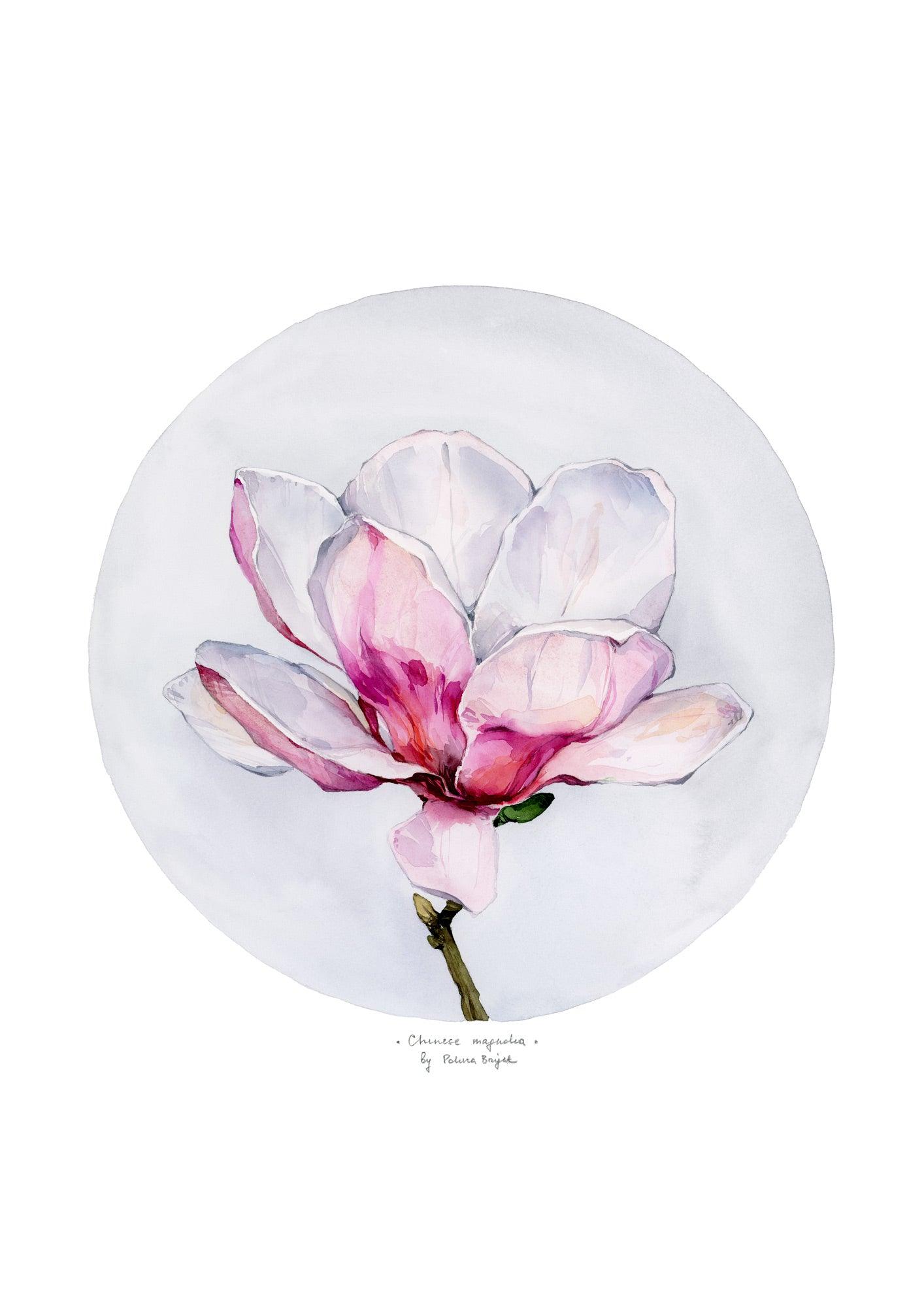 Chinese Magnolia by Polina Bright